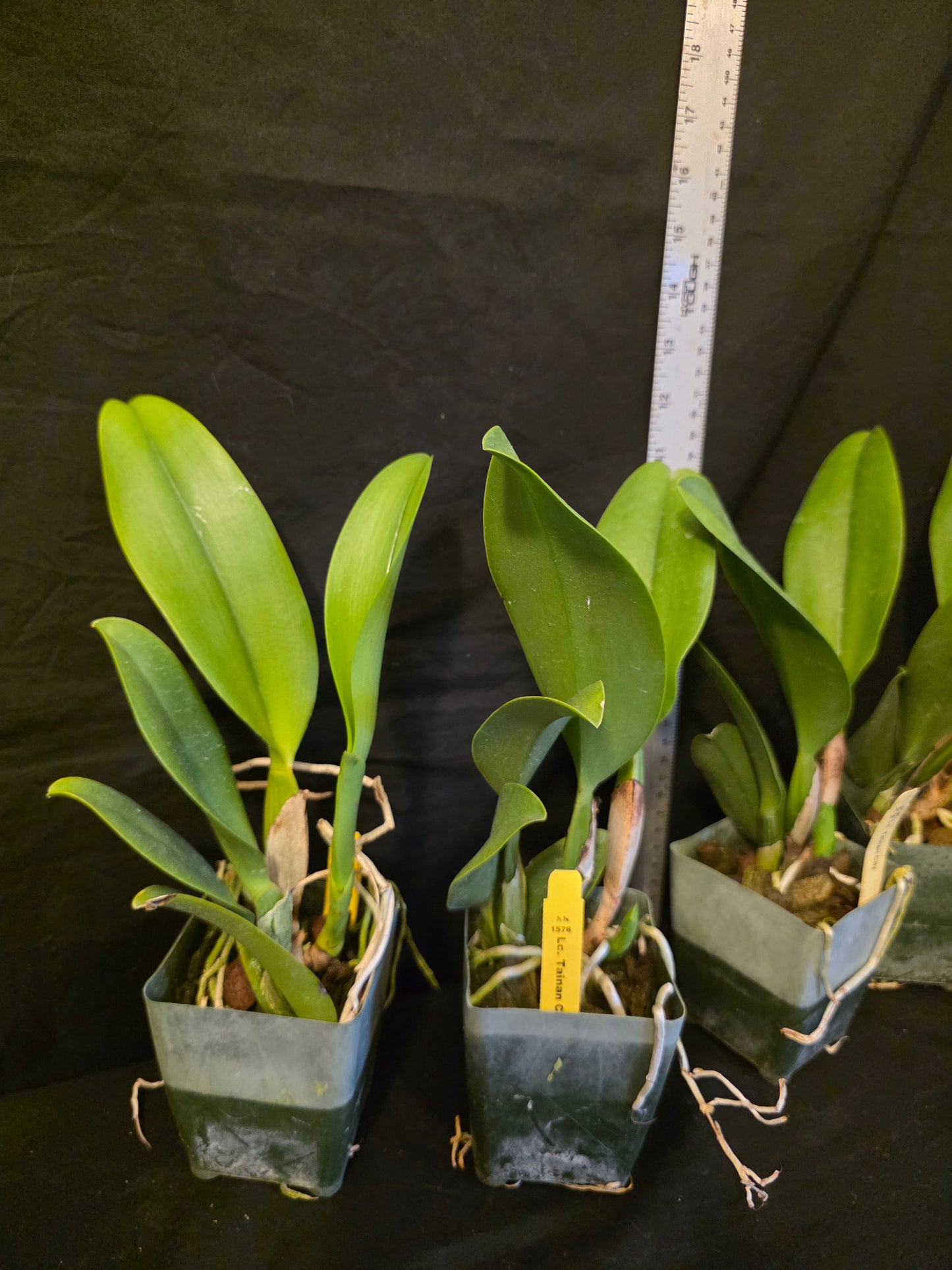 Lc Tainan City, near blooming size cattleya orchid hybrid. Large Fragrant blooms