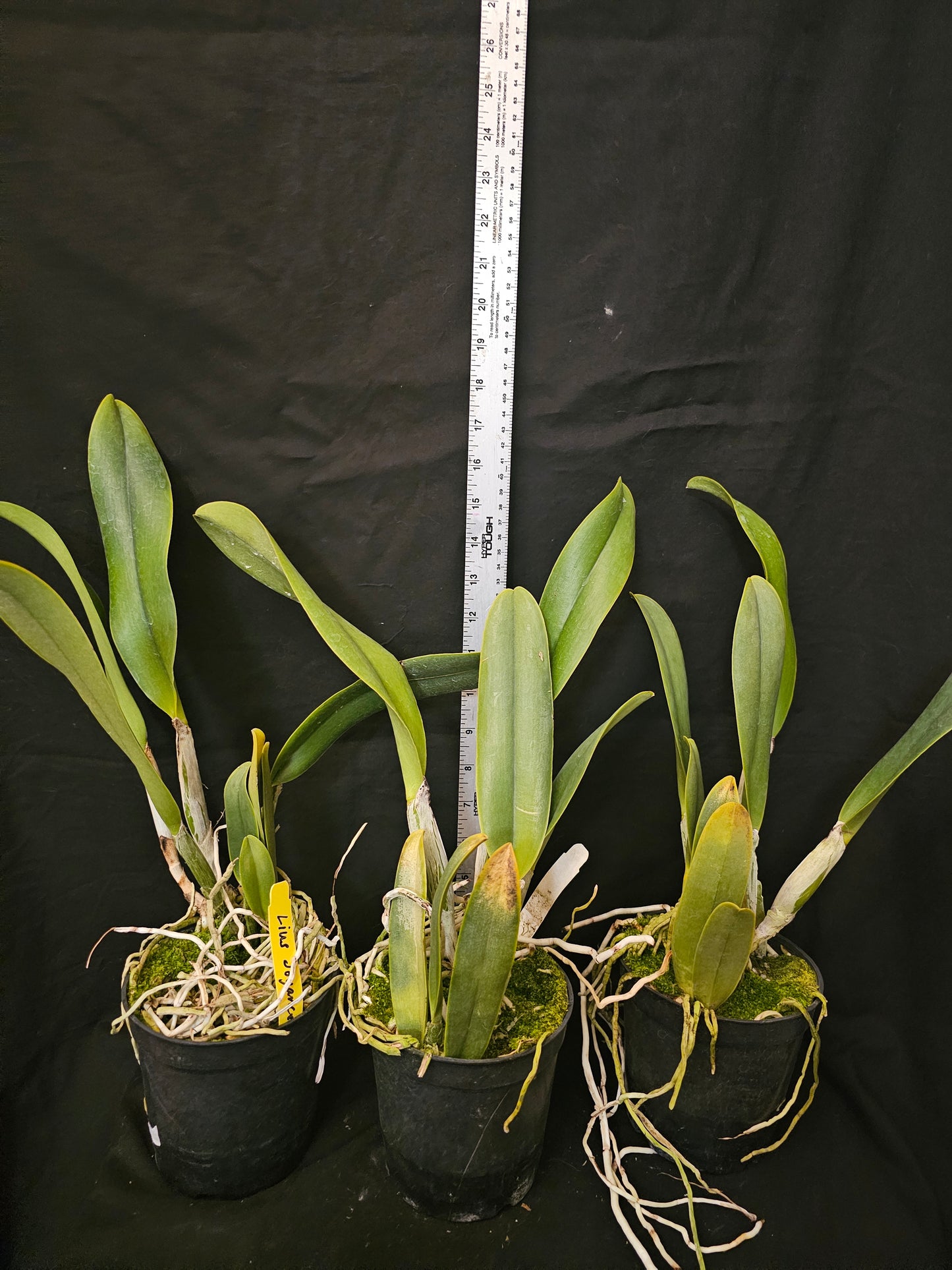 Rlc Liu's Joyance 'Great Horn' Blooming size cattleya orchid clone. Large fragrant yellow blooms.