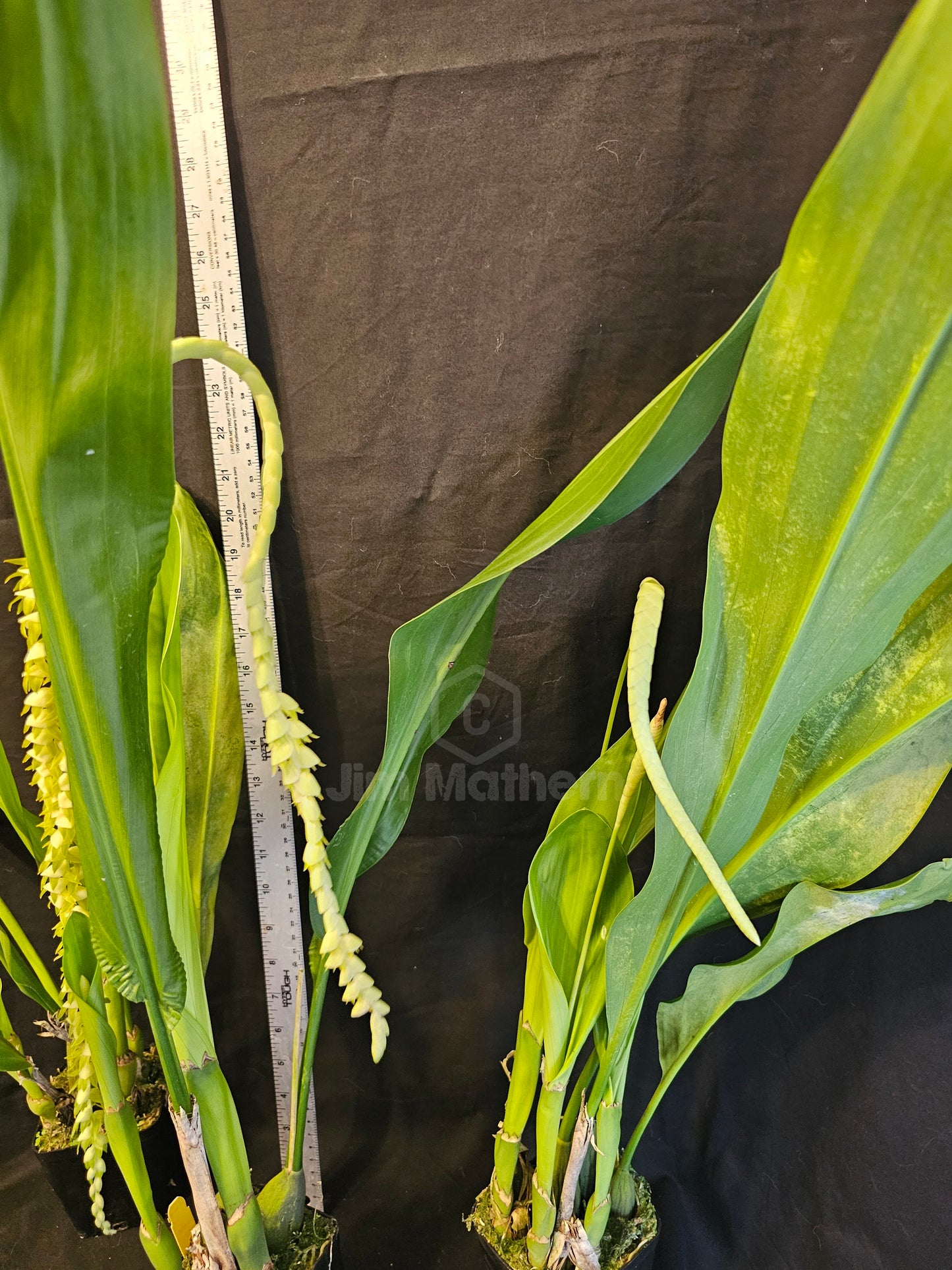 Dendrochilum magnum. Large Blooming size rare orchid species. Long chains of multiple small blooms