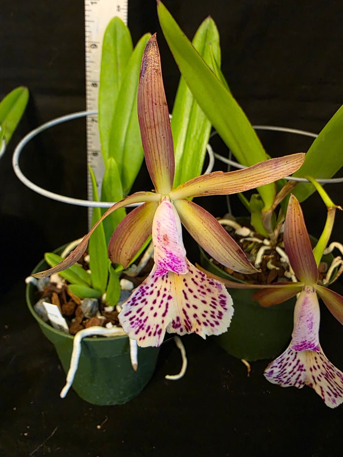 Bc Mary Dodson blooming size Brassavola orchid hybrid, seed grown fragrant