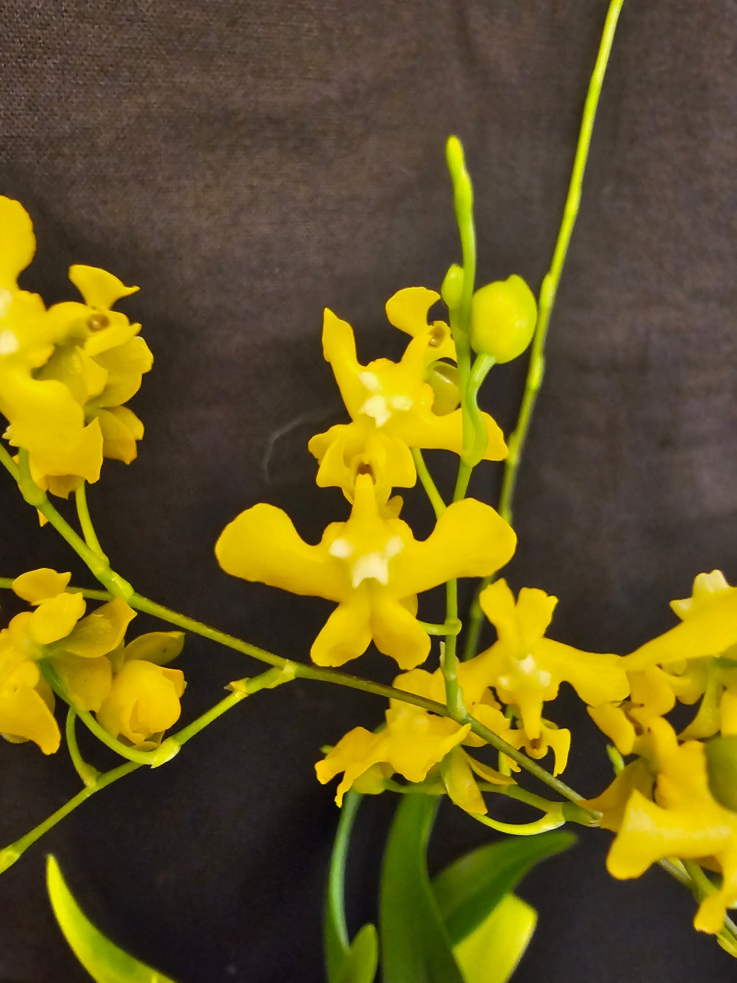 Oncidium cheirophorum x sib blooming size compact oncidium species. Fragrant. Twinkle parent