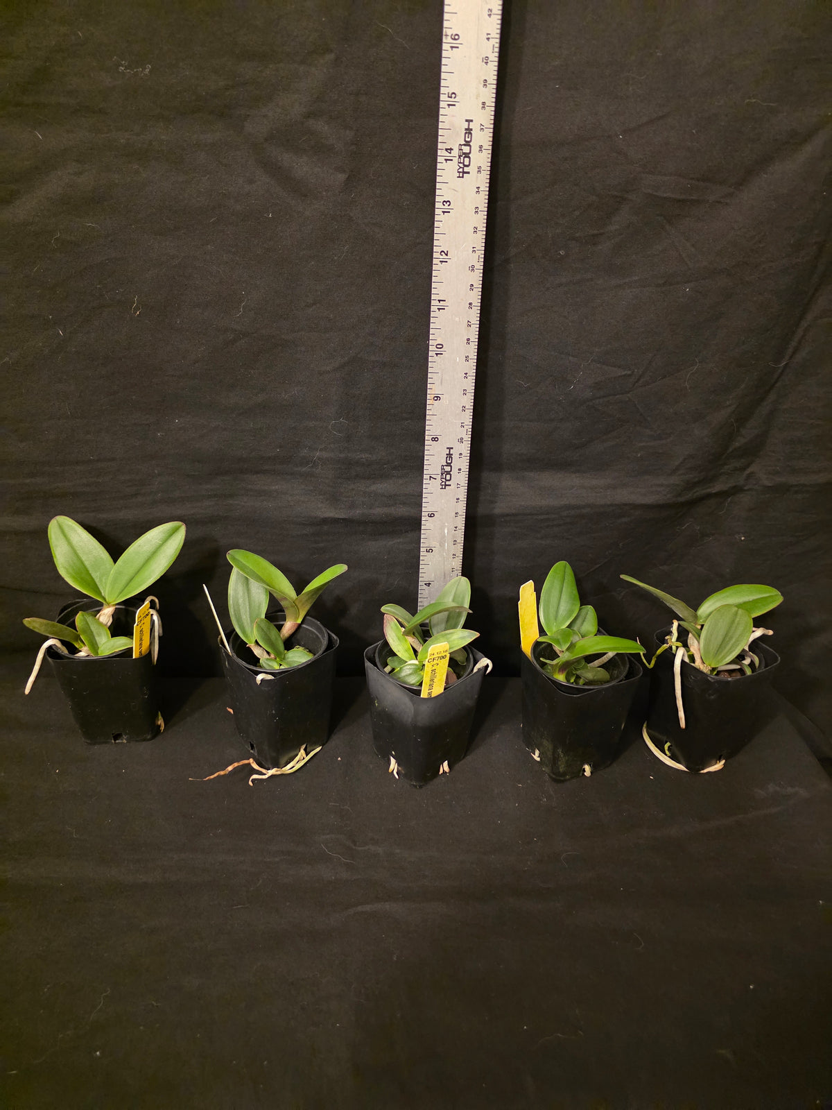 Cattleya schilleriana v semi alba 'Queen Emeraldas' AM/AOS near bloom size species. Rare