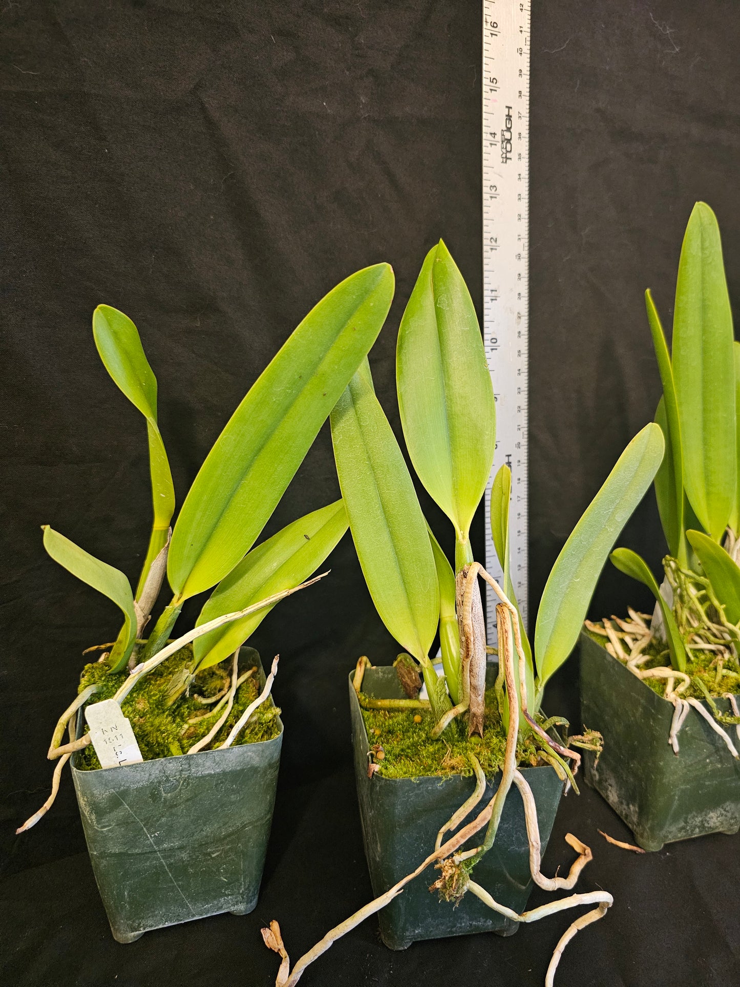 LC Lake Cachuma 'Foothill' near blooming size cattleya orchid clone. Large fragrant blooms