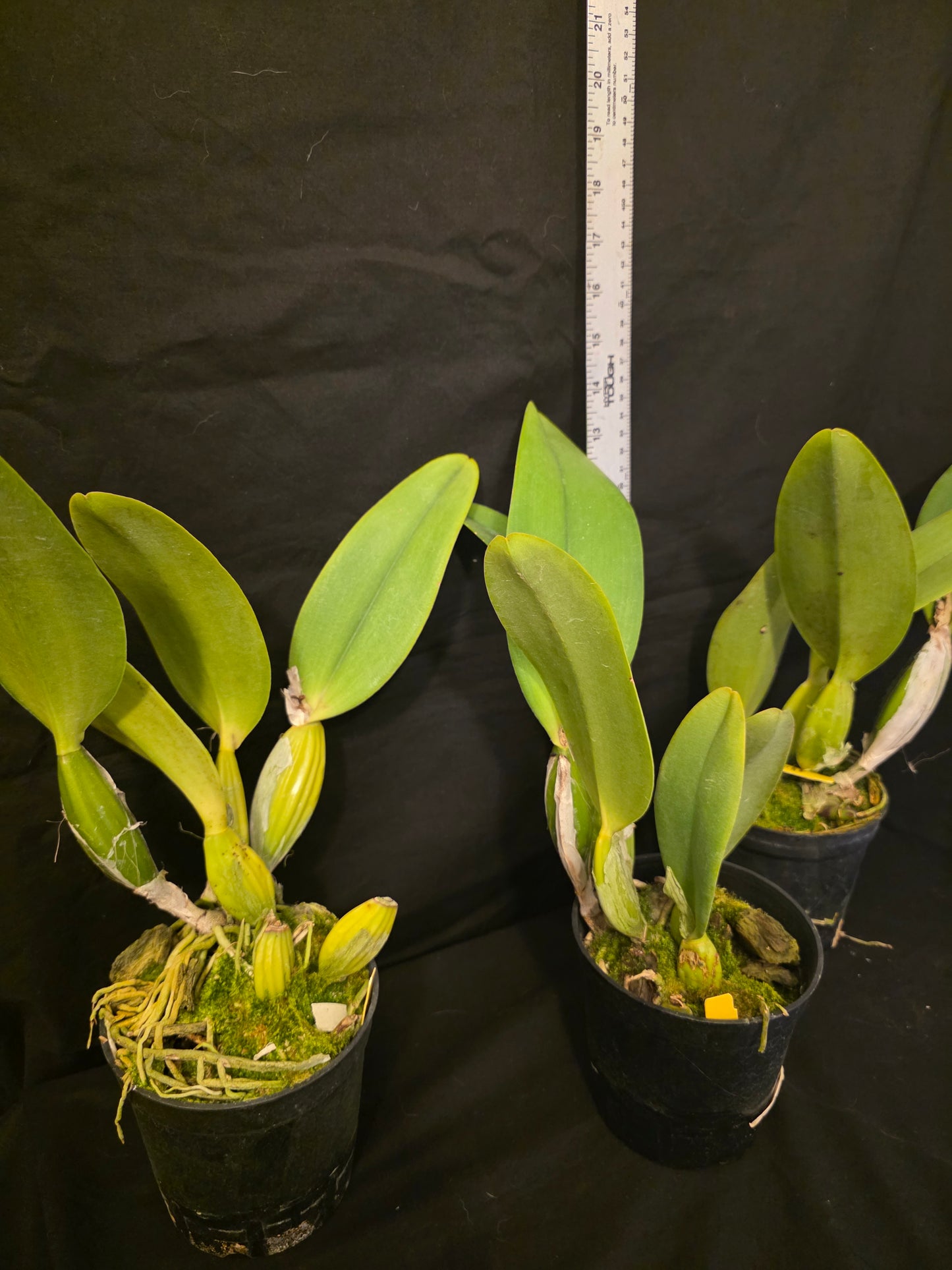 Cattleya Irene Holguin 'Brown Eyes' (C.Astral Beauty x C.JA Carbone)