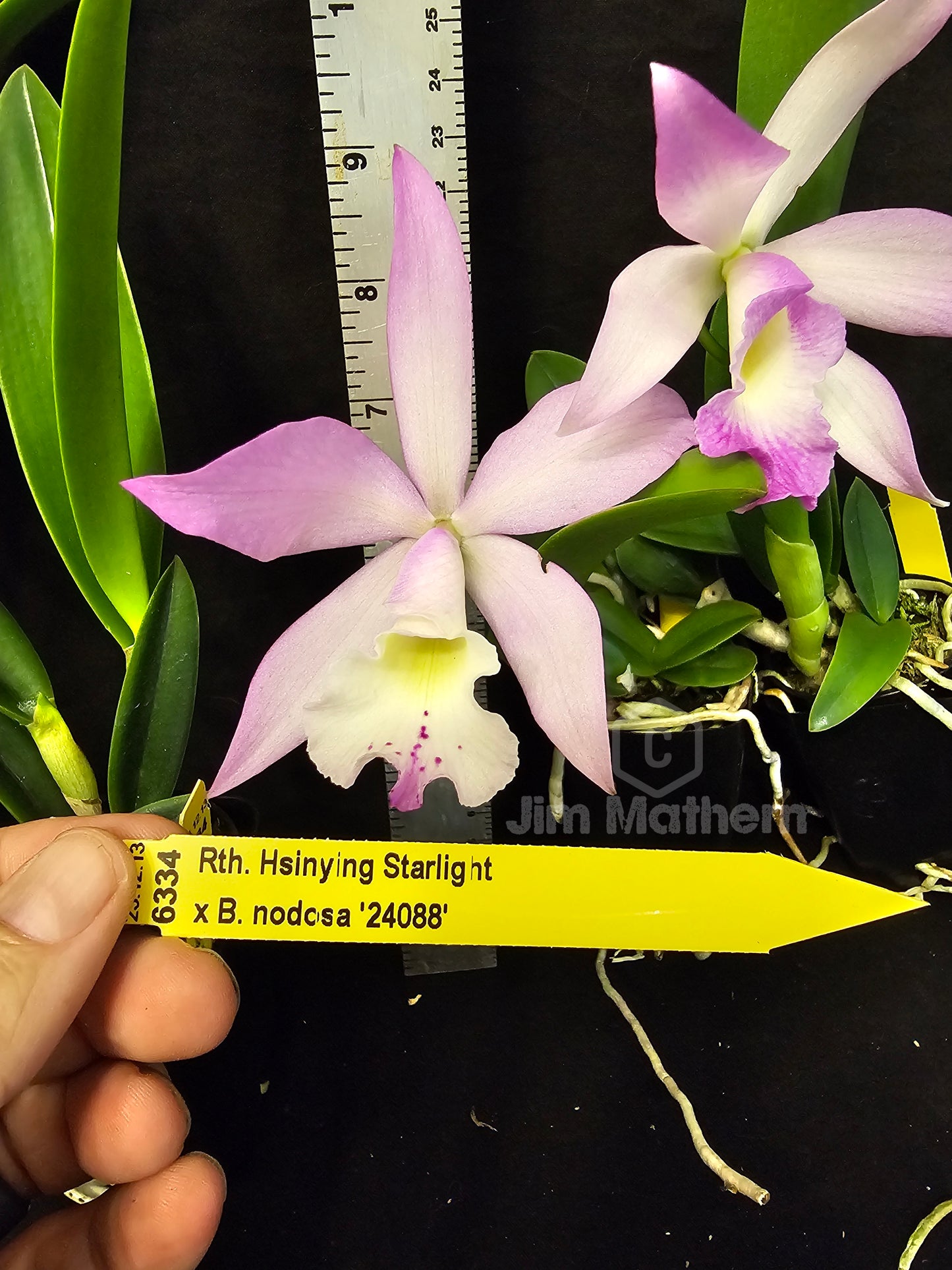 Rth Hsinying Starlight x Brassavola nodosa. Blooming size cattleya brassavola orchid hybrid. Seed grown plants