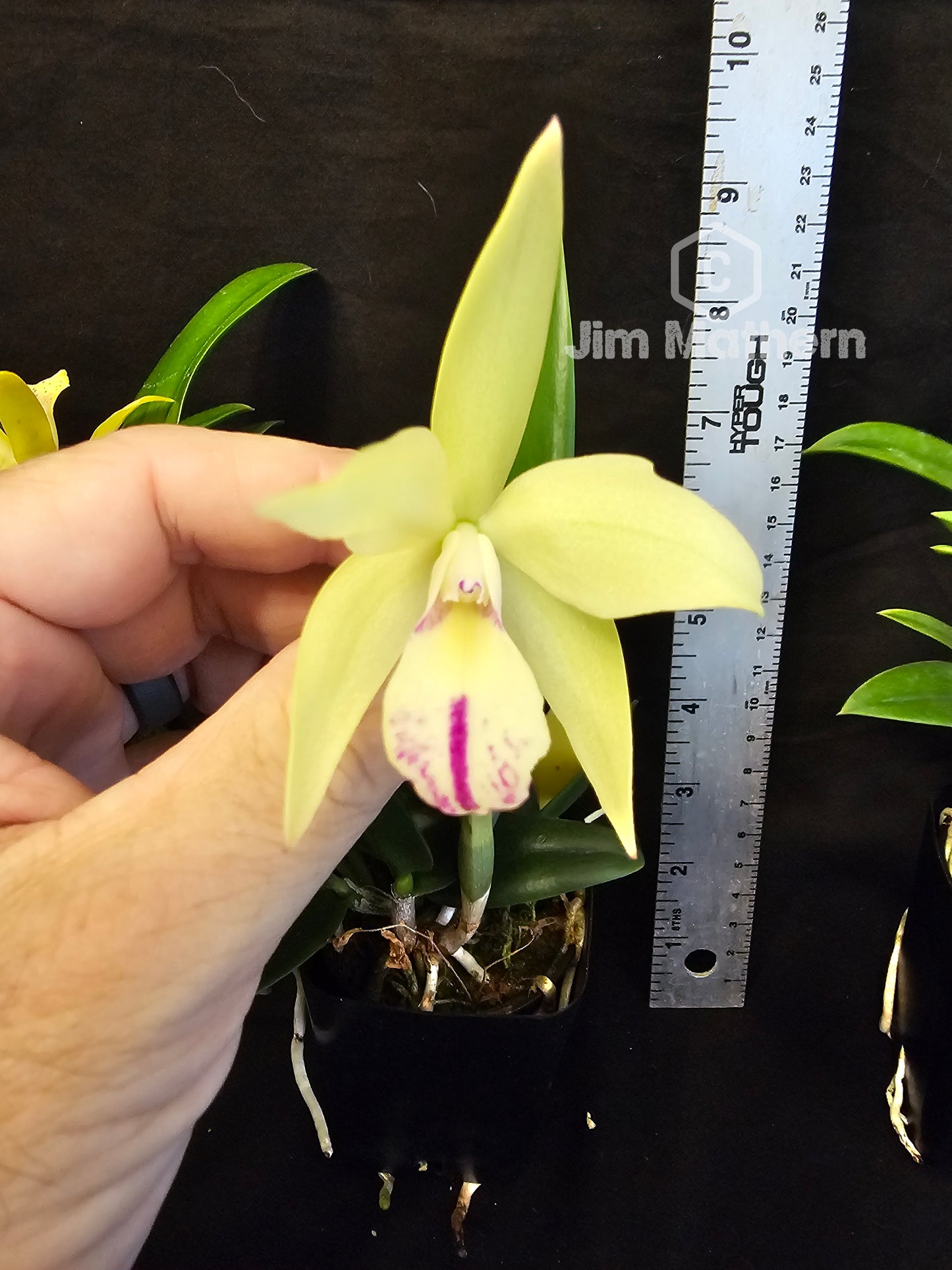 SC June Bug 'Venice Sunshine' x Brassavola nodosa. Blooming size compact growing orchid hybrid. Seed grown hybrid