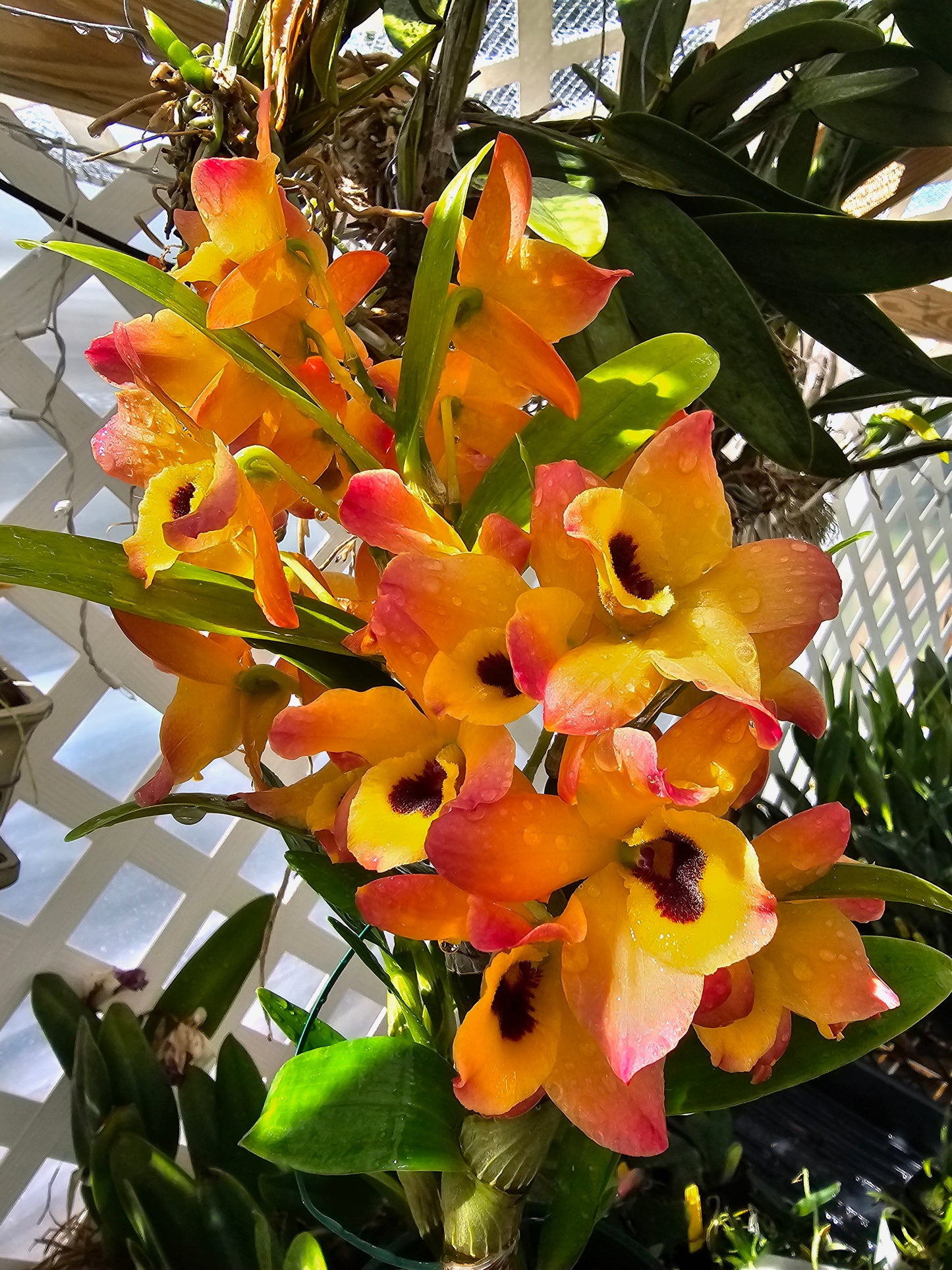 Dendrobium Oriental Smile 'Butterfly'