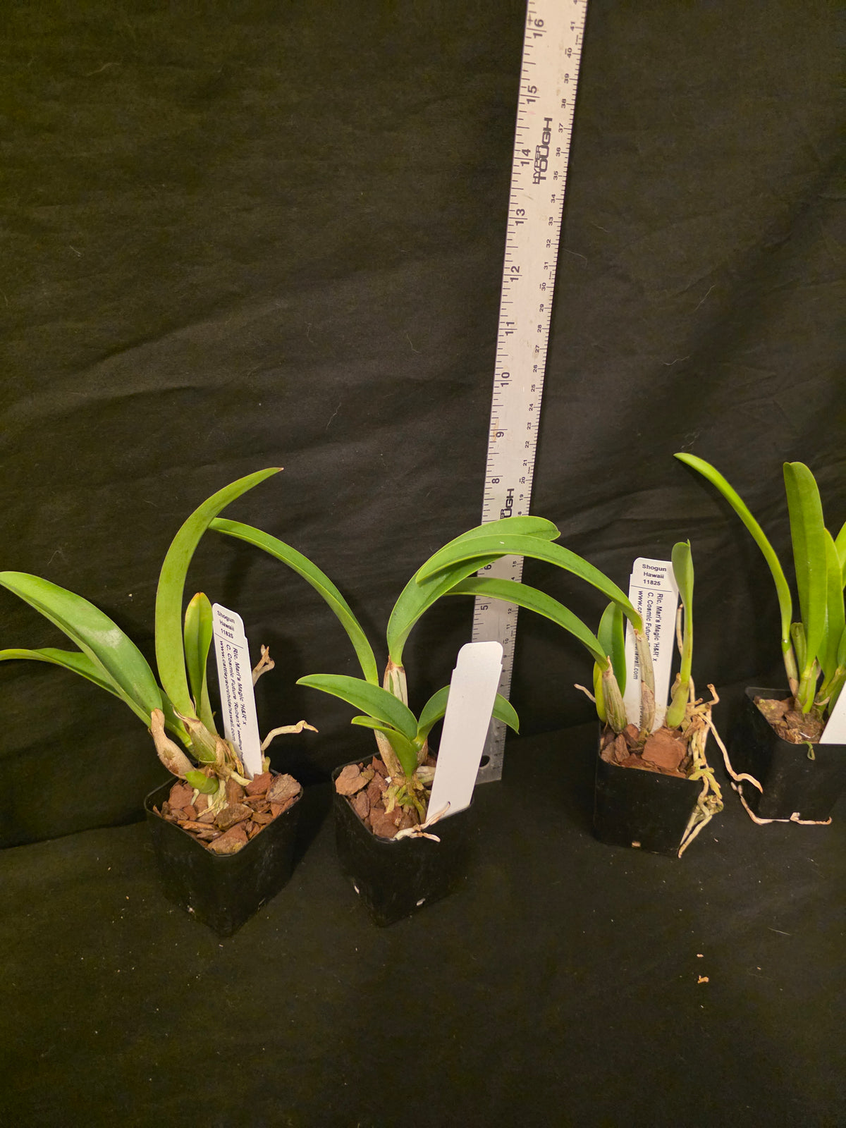 Rlc Maris Magic x Cattleya Cosmic Future. Blooming size compact cattleya orchid hybrid.