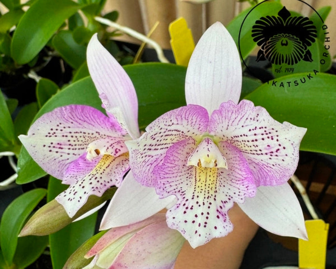 Rth. Jhong Sin Panda x Cty. Chantilly Lace Blooming size seed grown cattleya