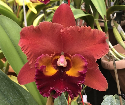 Rlc Chaweewan Sunset near size cattleya orchid. Large fragrant beautiful blooms.