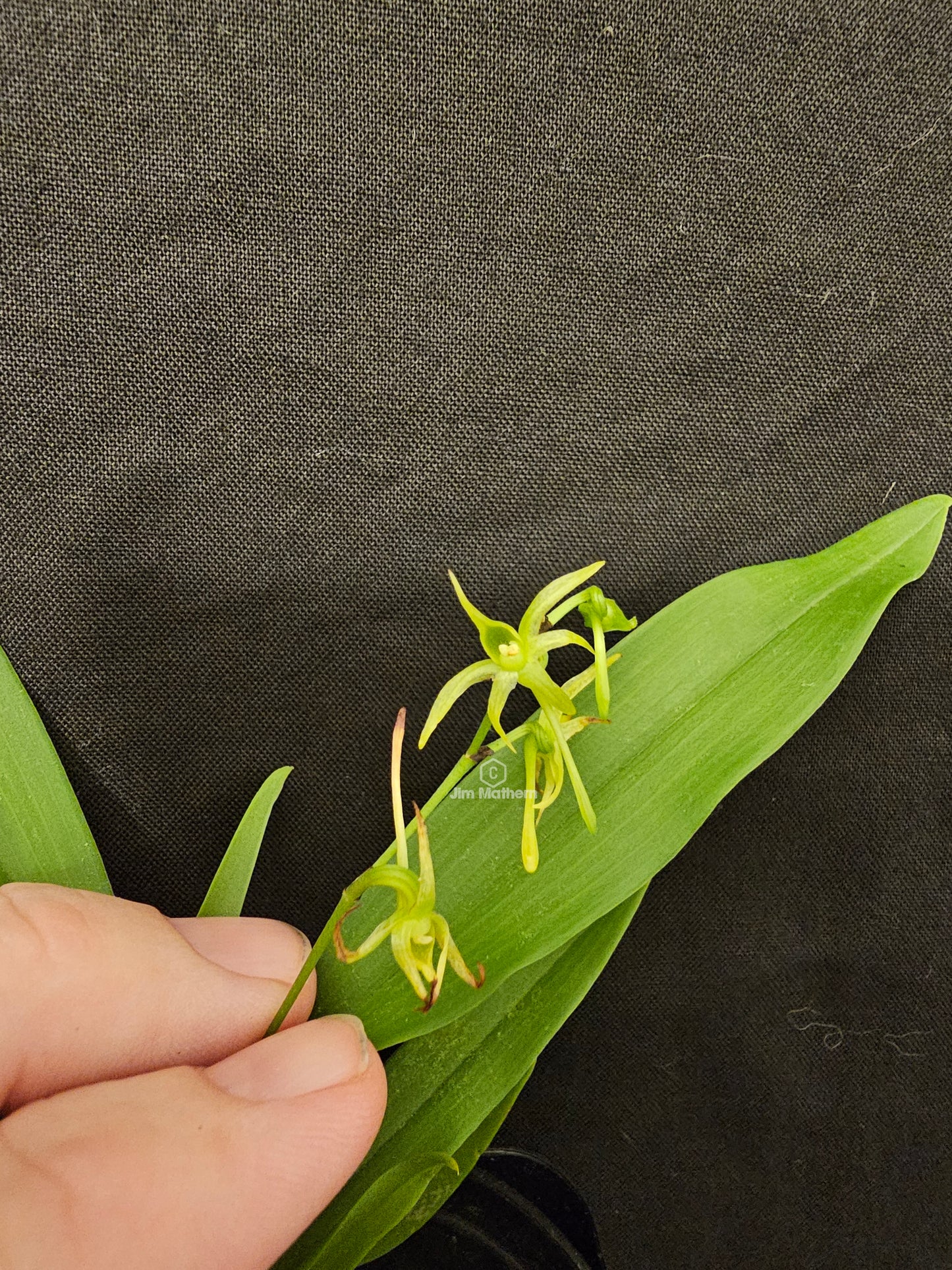 Angraecum calceolus blooming size Angraecum orchid species. Easy grower reliable bloomer