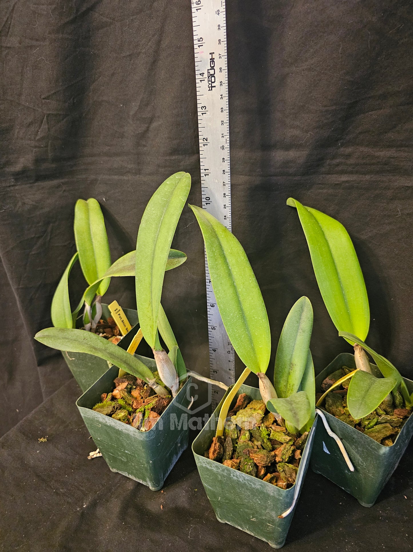 Rlc Shin Shiang Diamond 'Tai Young' near blooming size peloric cattleya clone. Compact grower