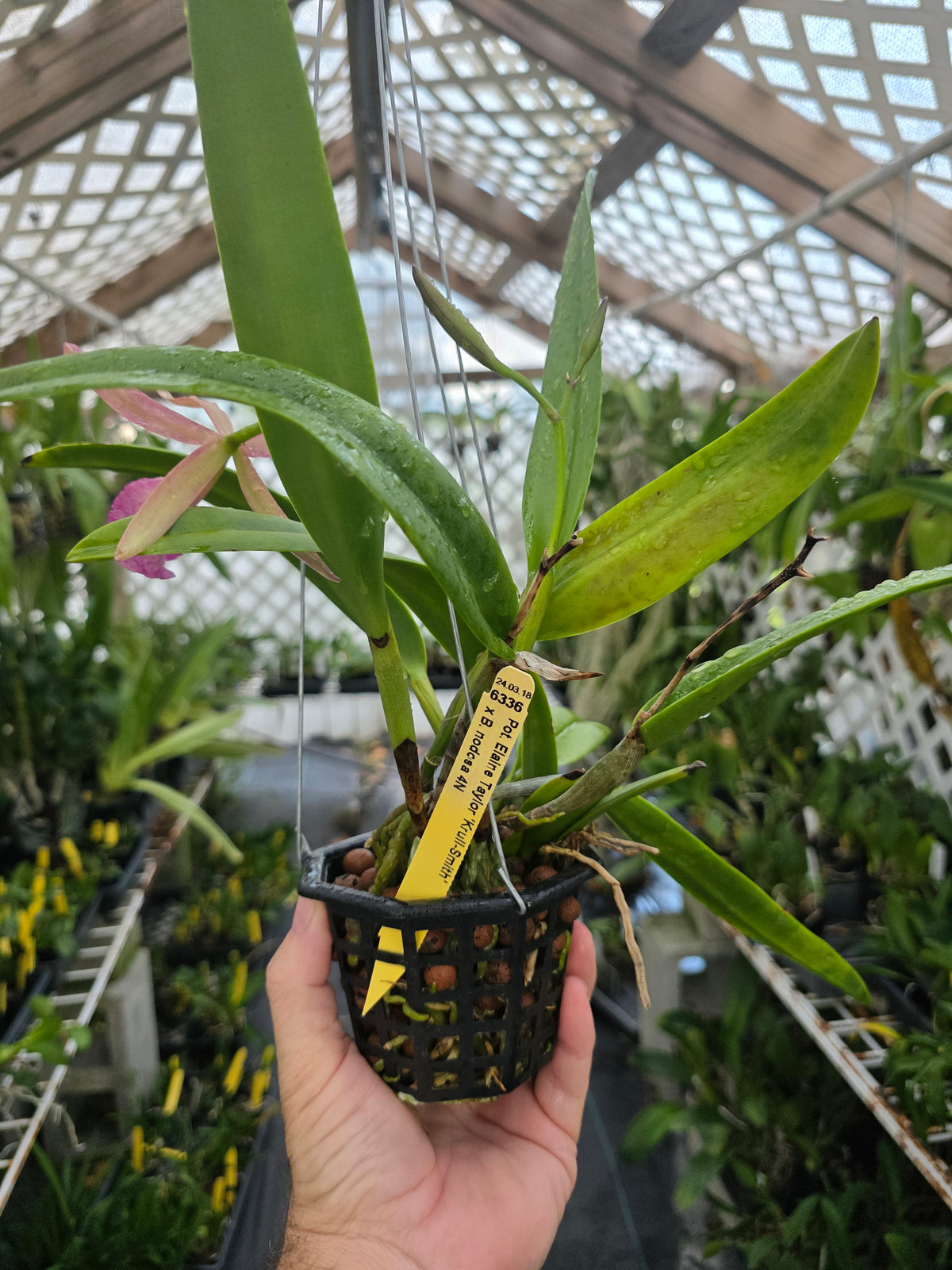 Brassavola nodosa x Pot Elaine Taylor #2. Blooming size 4" basket