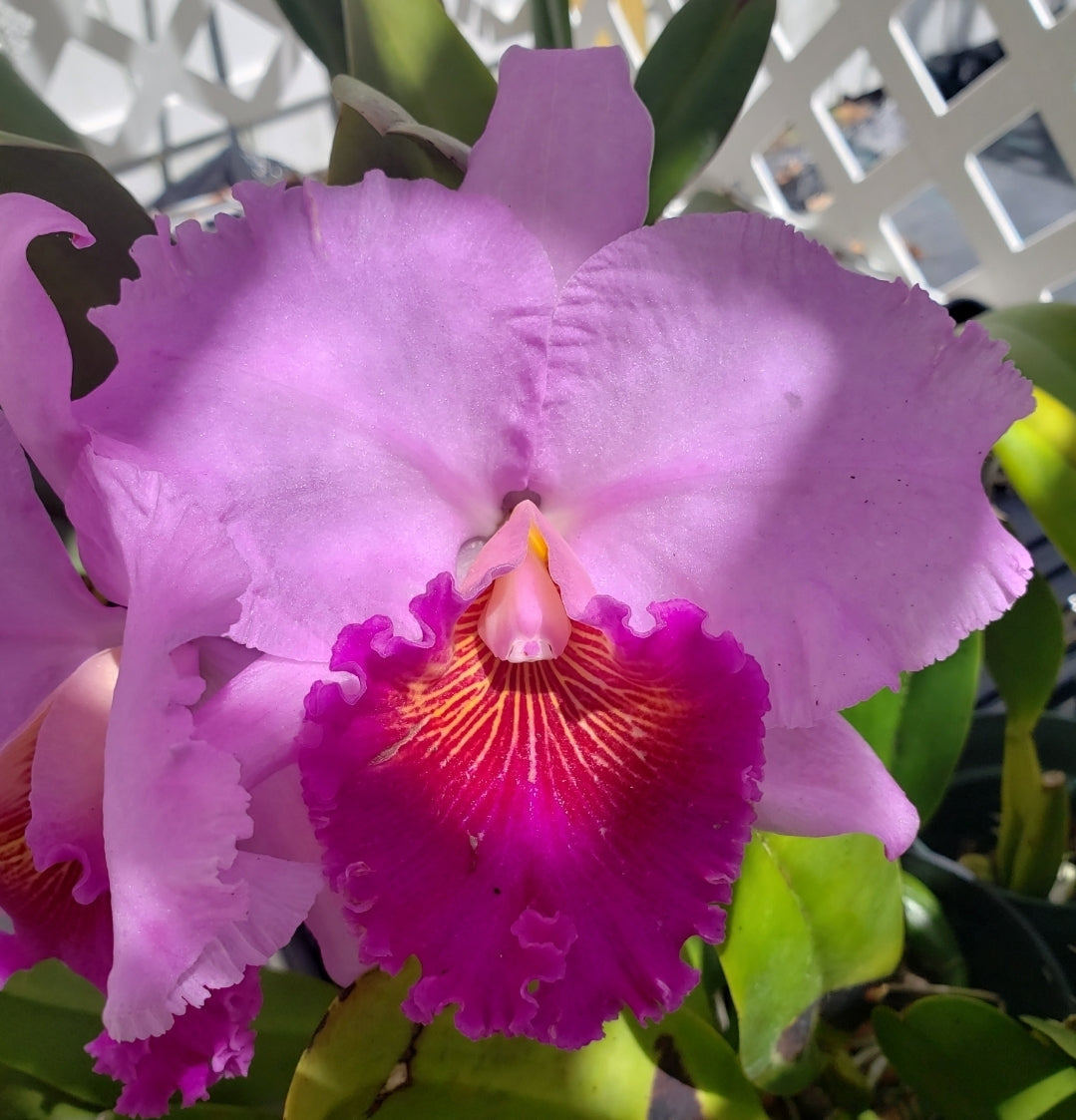 Pot Williams Drumbeat '#35' near blooming size cattleya orchid clone. Beautiful and fragrant