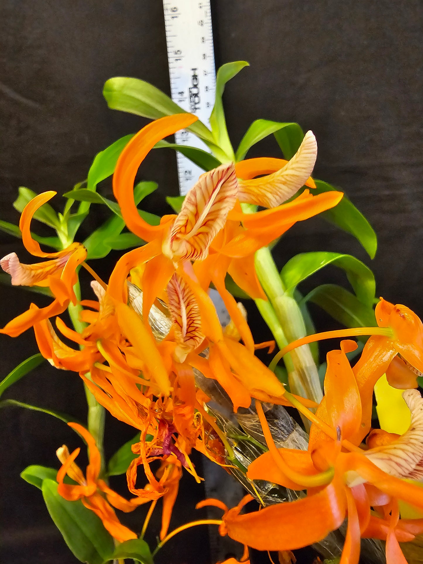 Dendobium Tangerine Dream. Blooming size Dendrobium orchid hybrid.