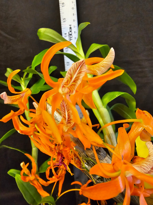 Dendobium Tangerine Dream. Blooming size Dendrobium orchid hybrid.