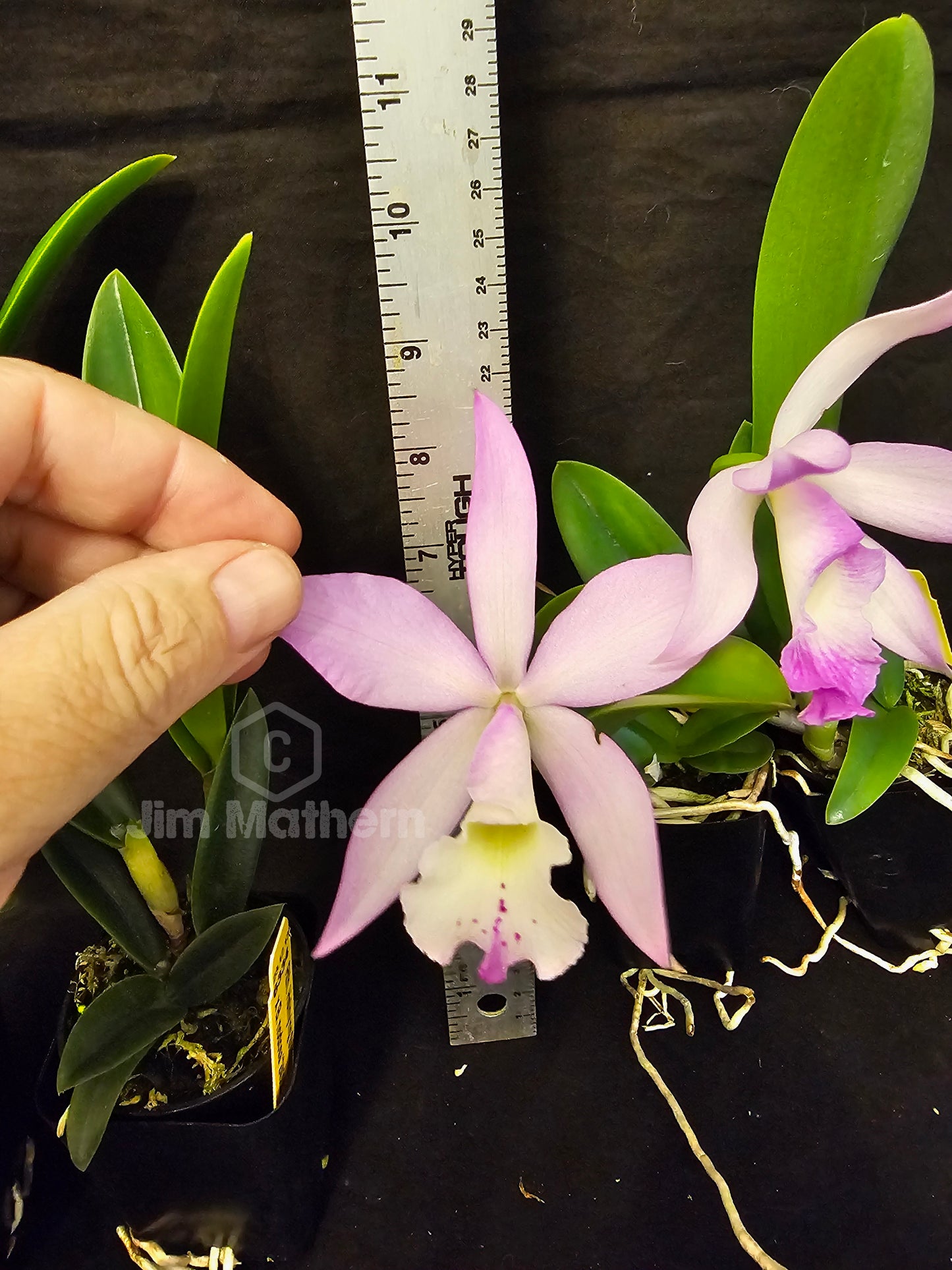 Rth Hsinying Starlight x Brassavola nodosa. Blooming size cattleya brassavola orchid hybrid. Seed grown plants