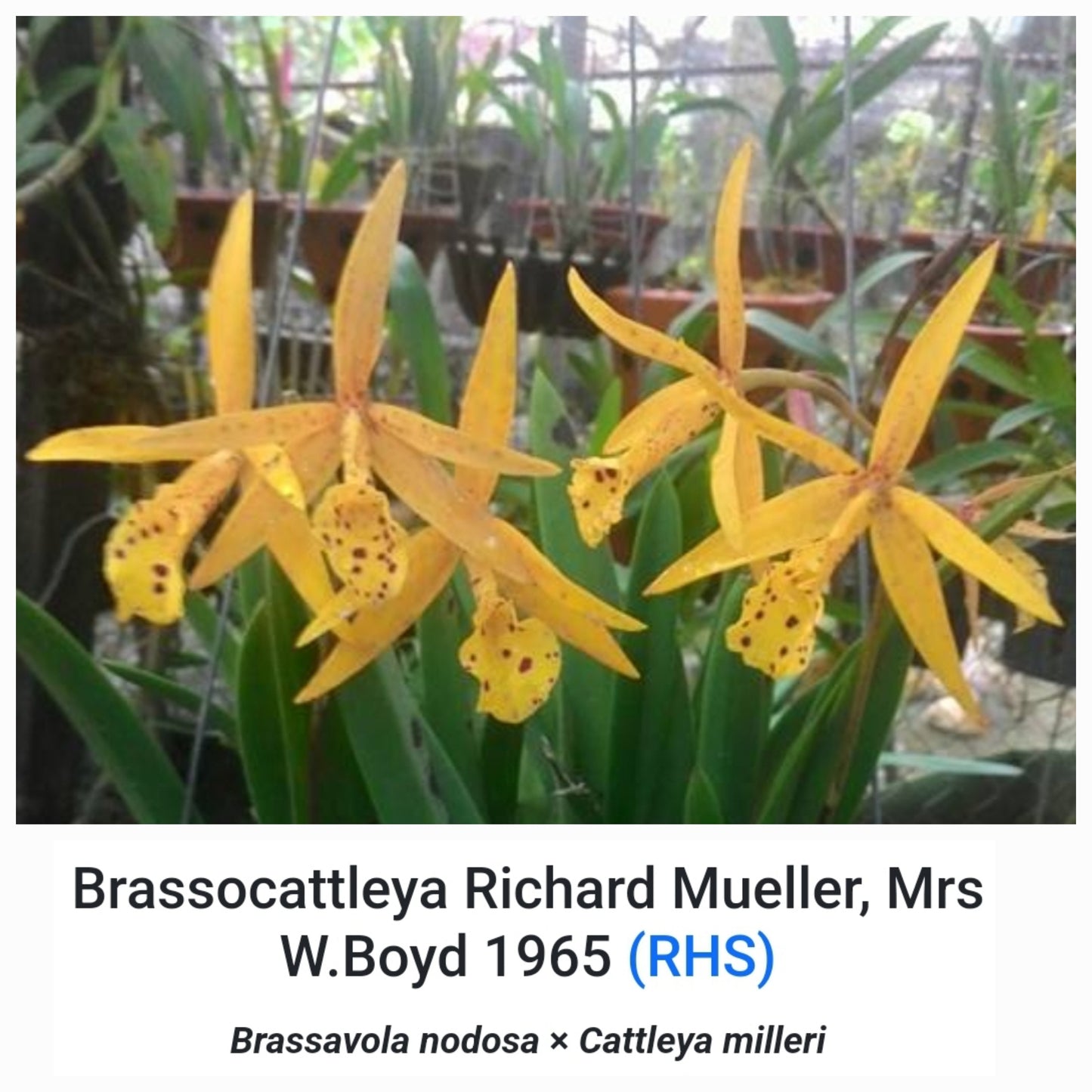 Bc Richard Mueller Brassavola nodosa x Cattleya milleri blooming size orchid hybrid. The King of Brassavola Hybrids