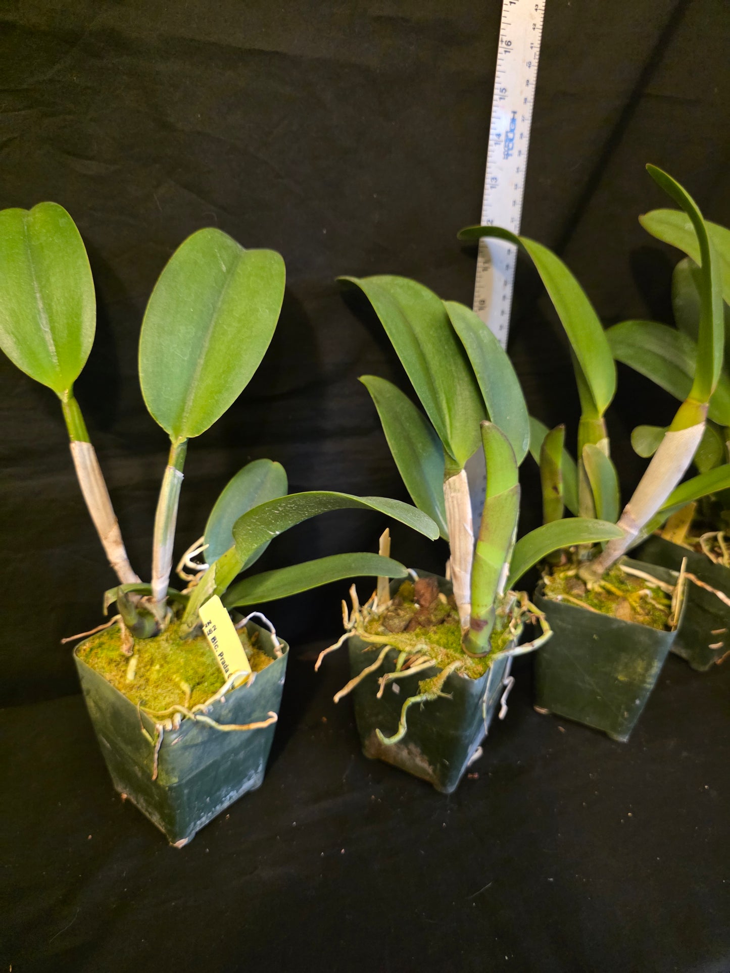 Rlc Prada Green Deluxe 'NN' near blooming size fragrant green cattleya clone.