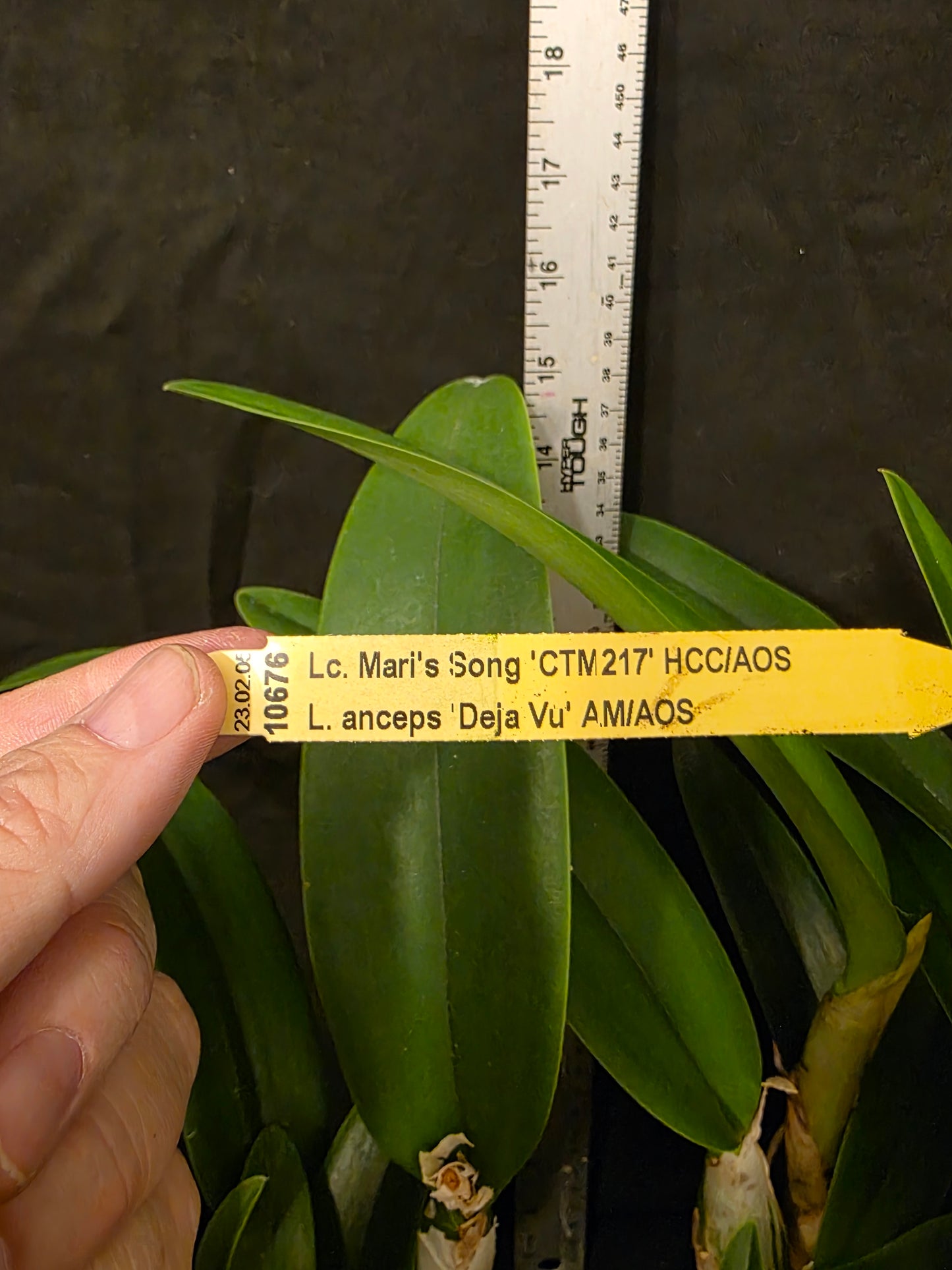 Lc Little Miss Wonderful. Blooming size cattleya orchid hybrid, seed grown plants. Amazing