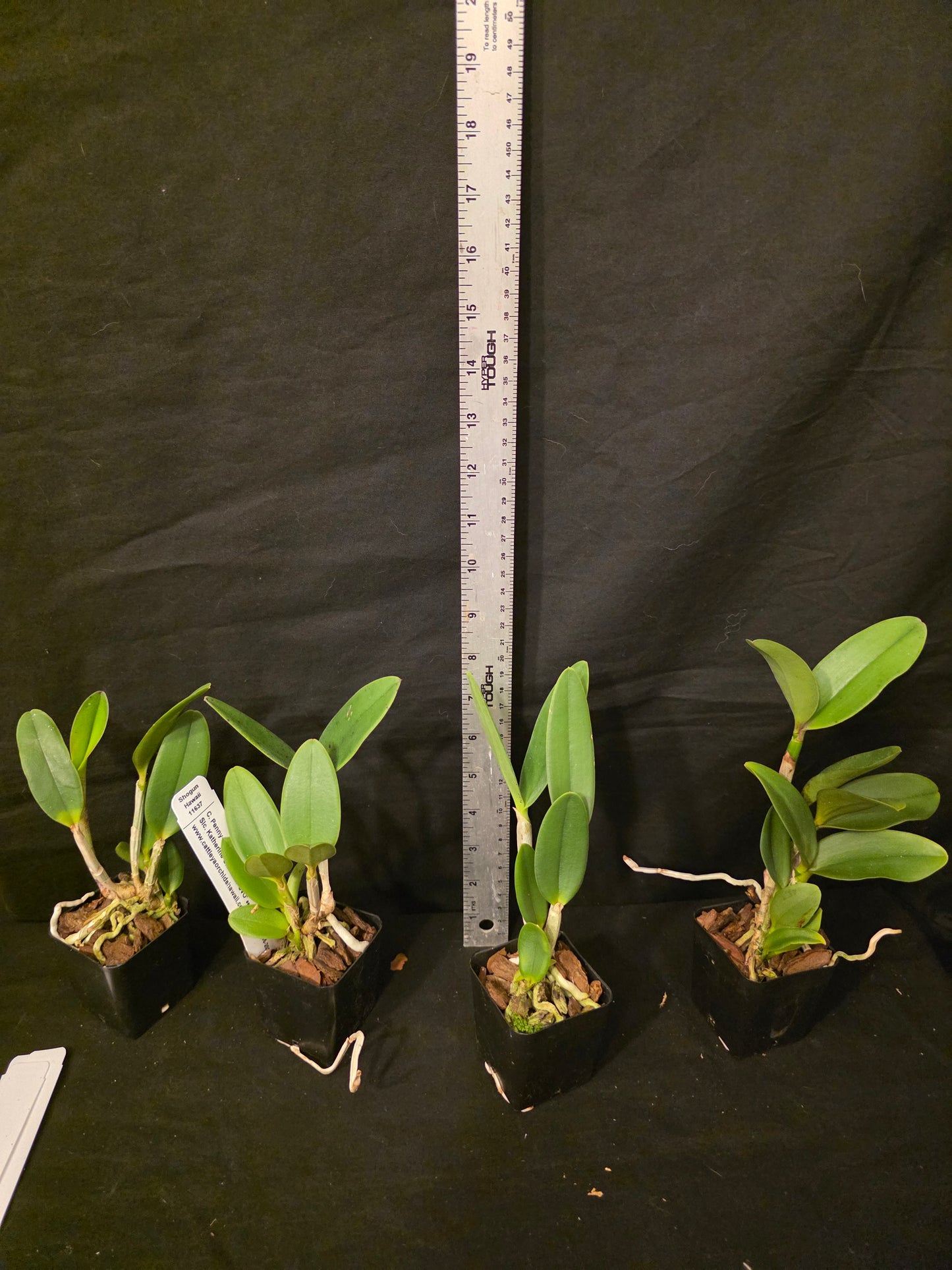 Cattleya Penny Kuroda x Slc Katherine Clarkson. Blooming size compact growing cattleya hybrid.
