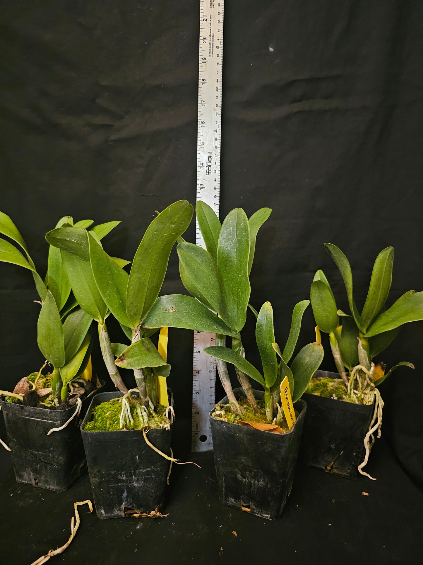 Epc Siam Jade 'Evo' Blooming size cattleya orchid clone. Beautiful and fragrant.