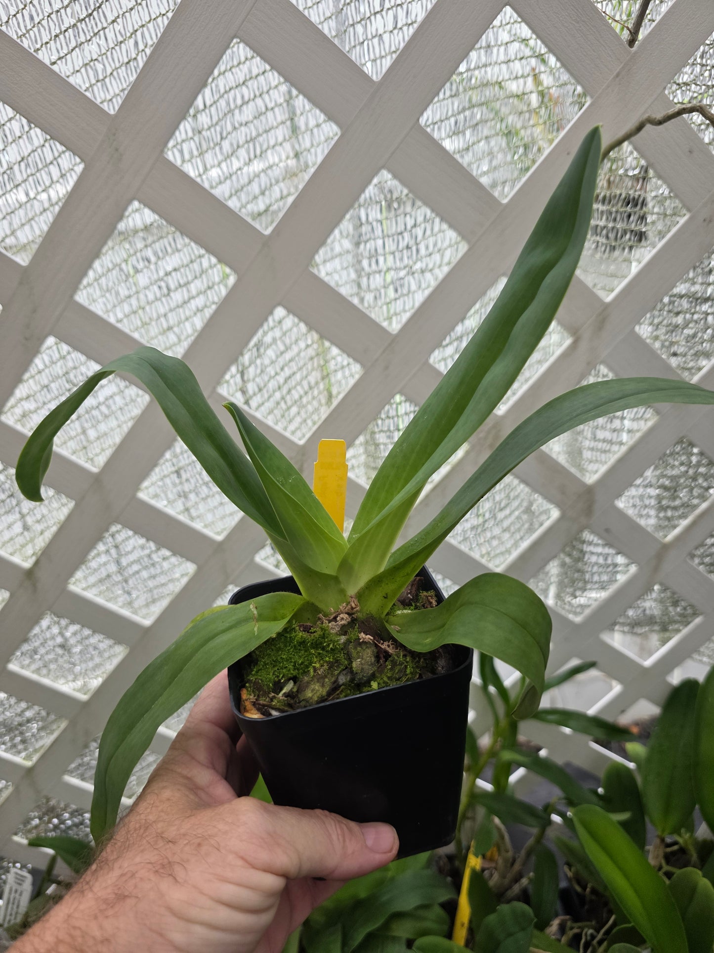 Paphiopedilum Pinocchio blooming size Paphiopedilum orchid hybrid. Unique beautiful blooms