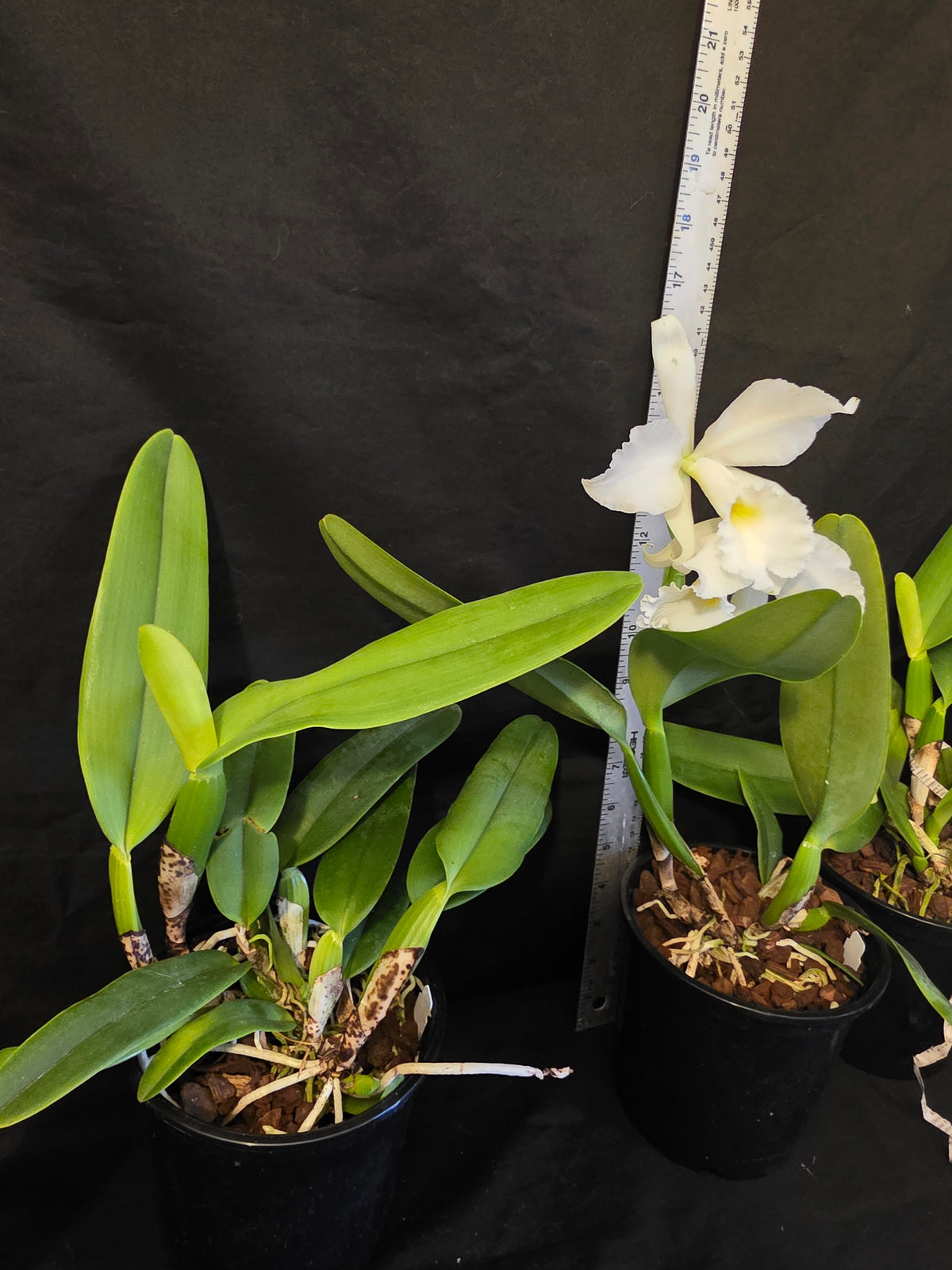 Cattleya jenmanii v alba x sib. Blooming size Cattleya orchid speices. Fragrant