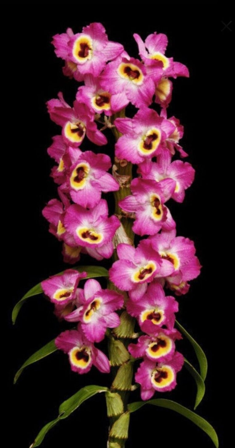 Dendrobium Red Emperor 'Prince' Blooming size Nobile Dendrobium clone. 4" pot