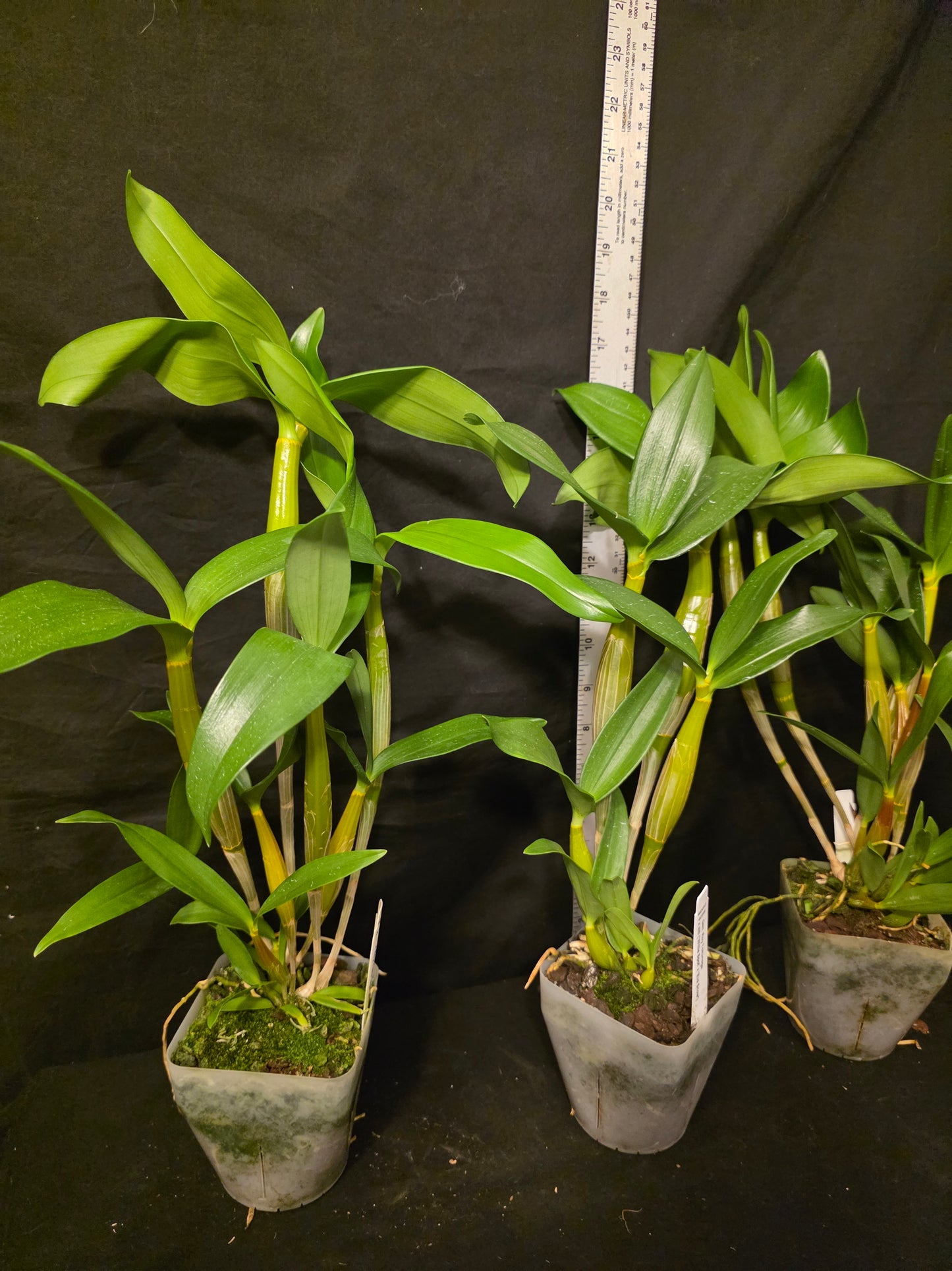 Dendrobium Roy Tokunaga x sib. Blooming size Latauria Dendrobium, large plants