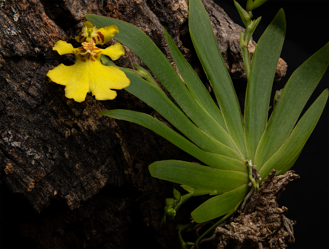 Psygmorchis pusilla blooming size mounted orchid species. Sequential bloomer