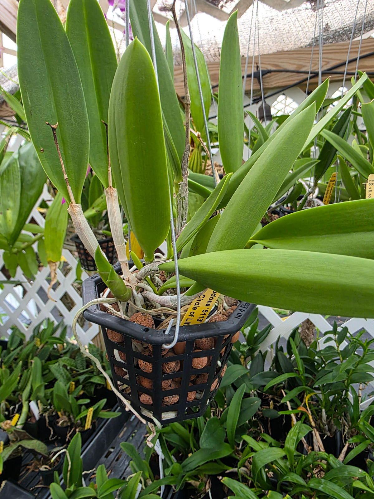 Brassavola nodosa x Cattleya Circle of life. Bloom size in 4" basket #2. Seed grown unique bloom