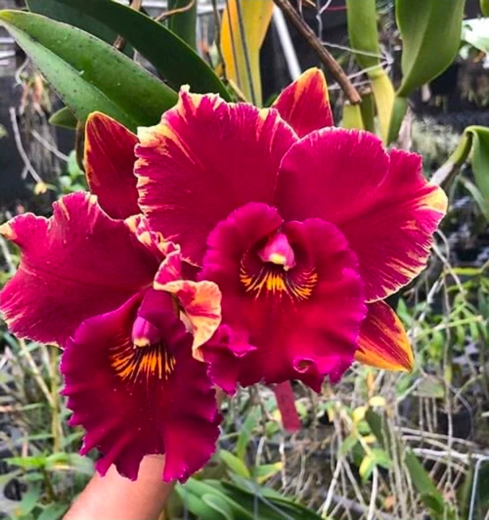 Rlc Hey Song 'Siam Thunder' non bloom size cattleya orchid. Read desc!!!!
