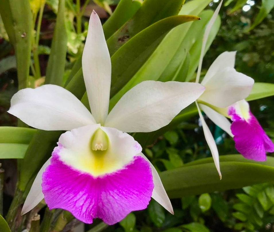 Bc Windward Flare. Blooming size brassocattleya orchod hybrid. Fragrant