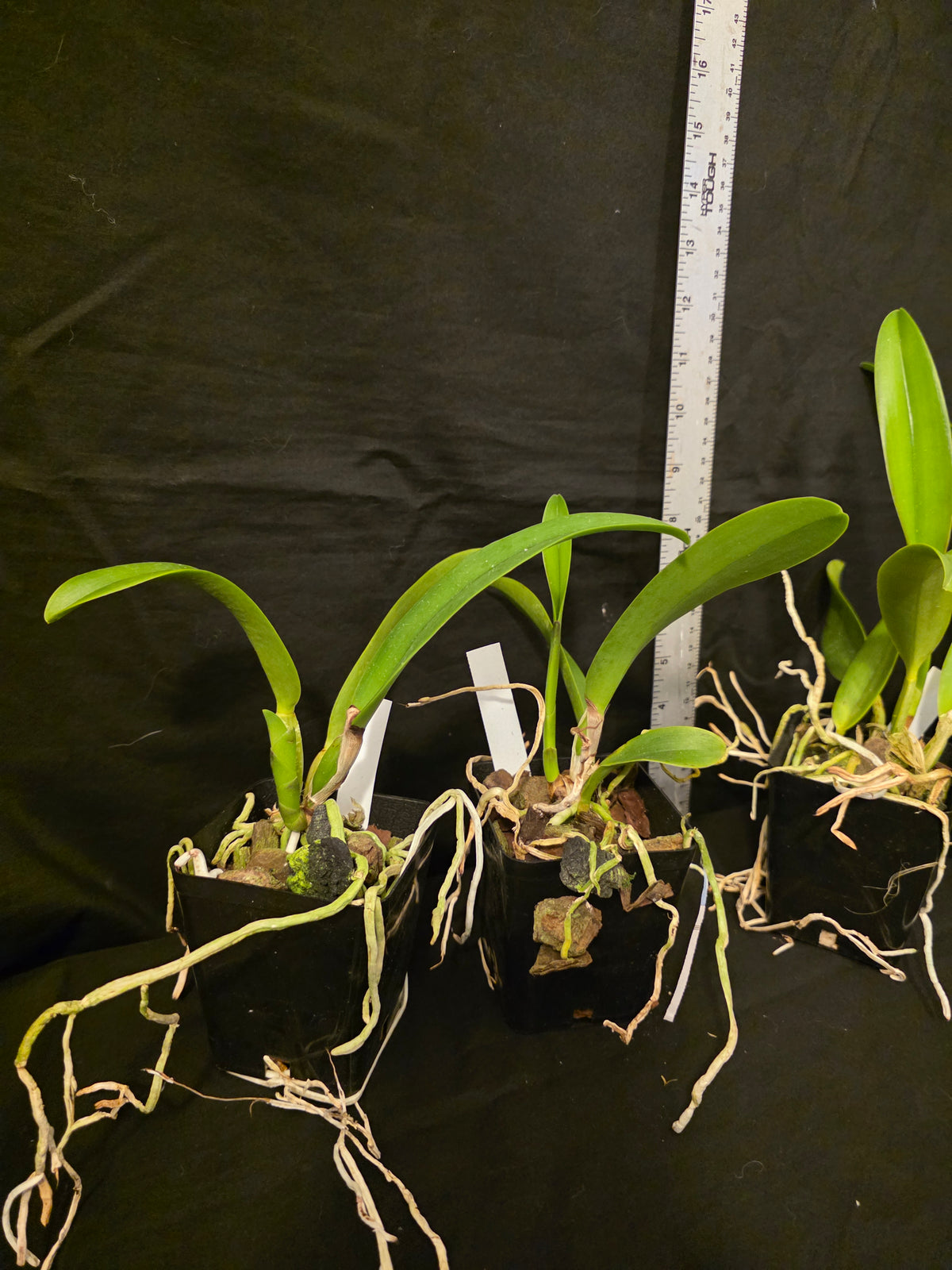 Rlc Hey Song 'Siam Thunder' non bloom size cattleya orchid. Read desc!!!!