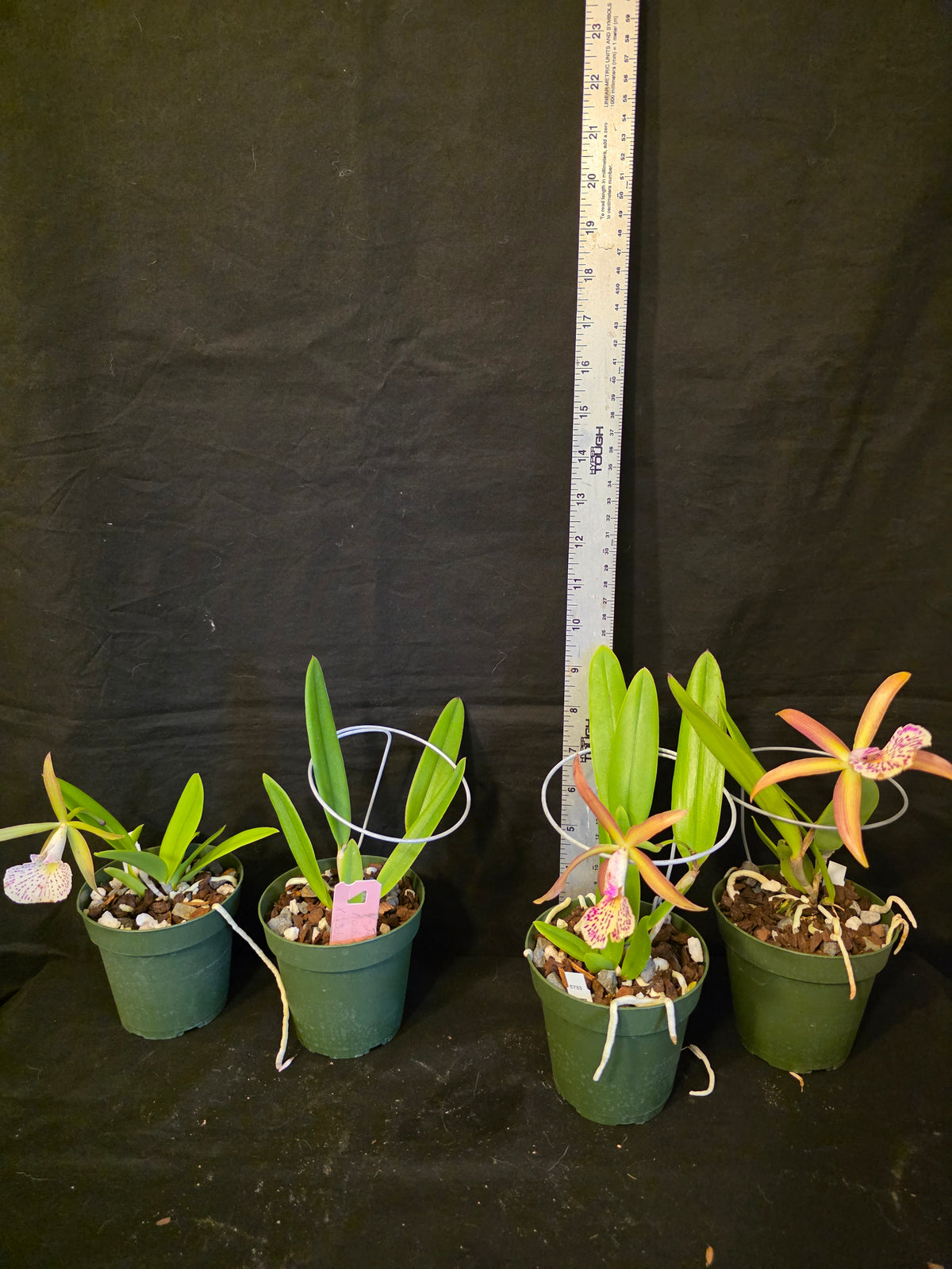 Bc Mary Dodson blooming size Brassavola orchid hybrid, seed grown fragrant