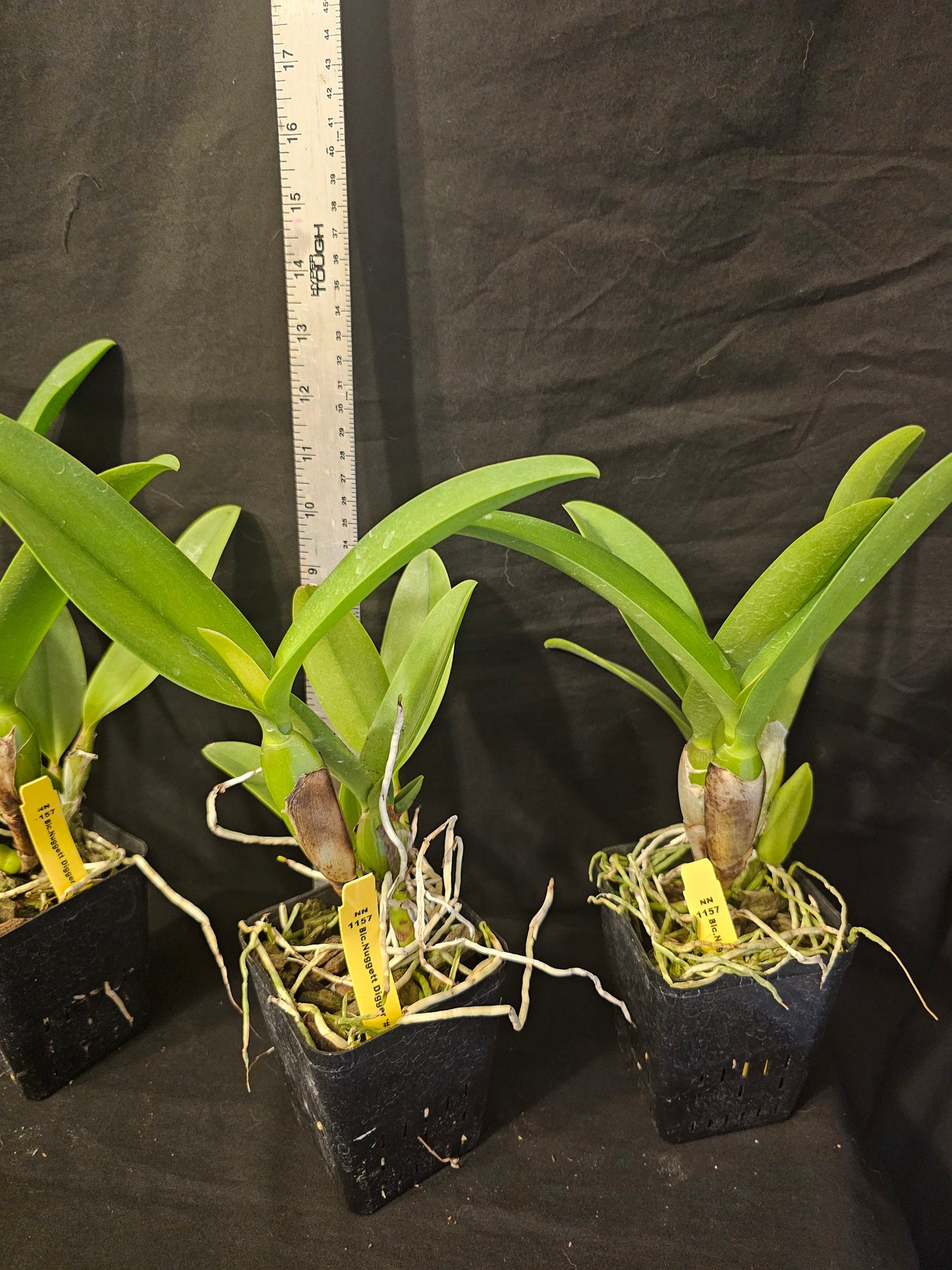 Rth Nuggett Digger '#57' blooming size cattleya orchid clone. Beautiful orange blooms