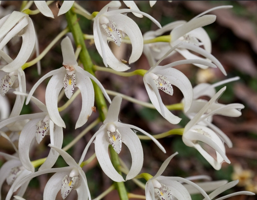 Dendobium speciosum. Non bloom size dendrobium orchid species. Highly sought after species.