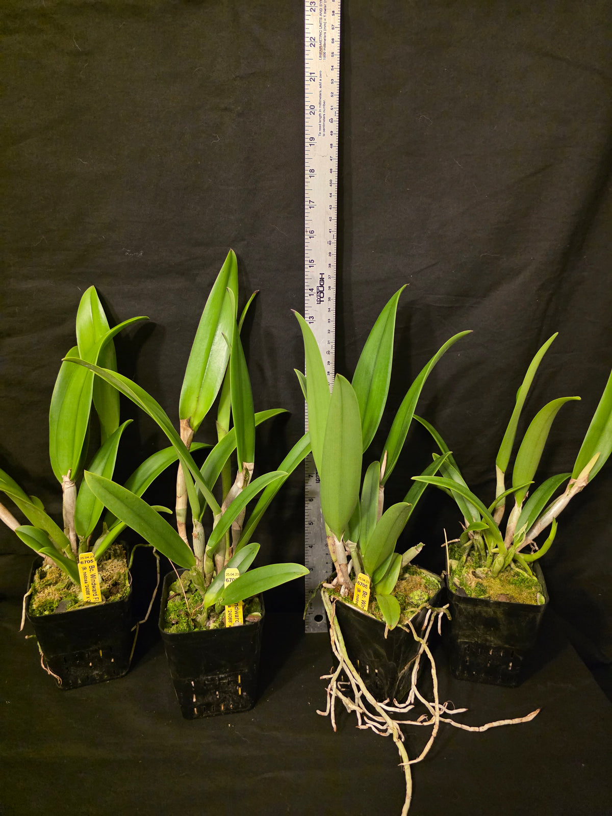 Bc Windward Flare. Blooming size brassocattleya orchod hybrid. Fragrant