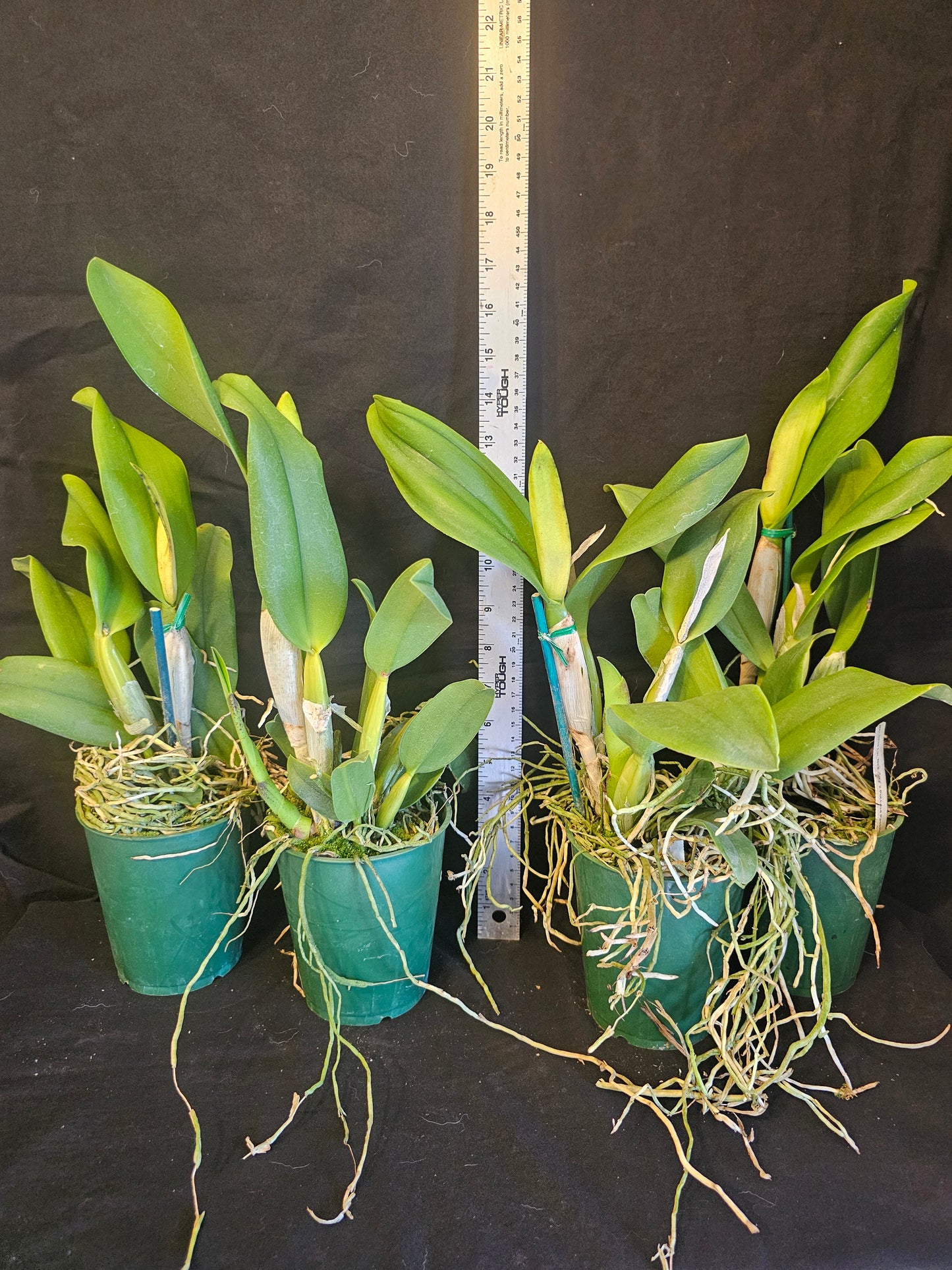 Rth. Hawaii Island Love (Rlc Chia Lin 'New City' x Pot Love Passion 'Island Romance' Blooming size Cattleya orchid hybrid.