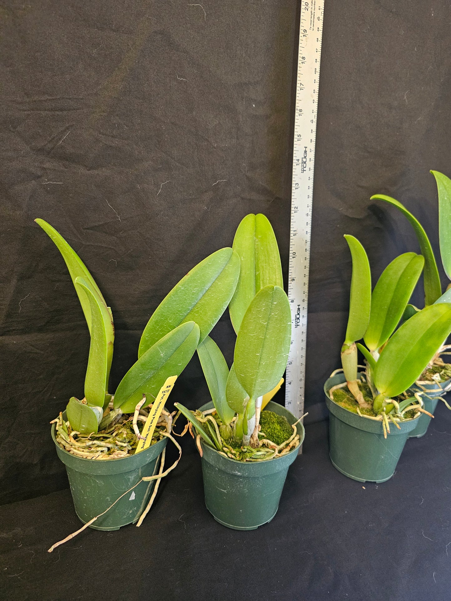 Chz. Hsinying Pink Doll 'Pink Doll' BM/TOGA. Blooming size awarded cattleya clone.