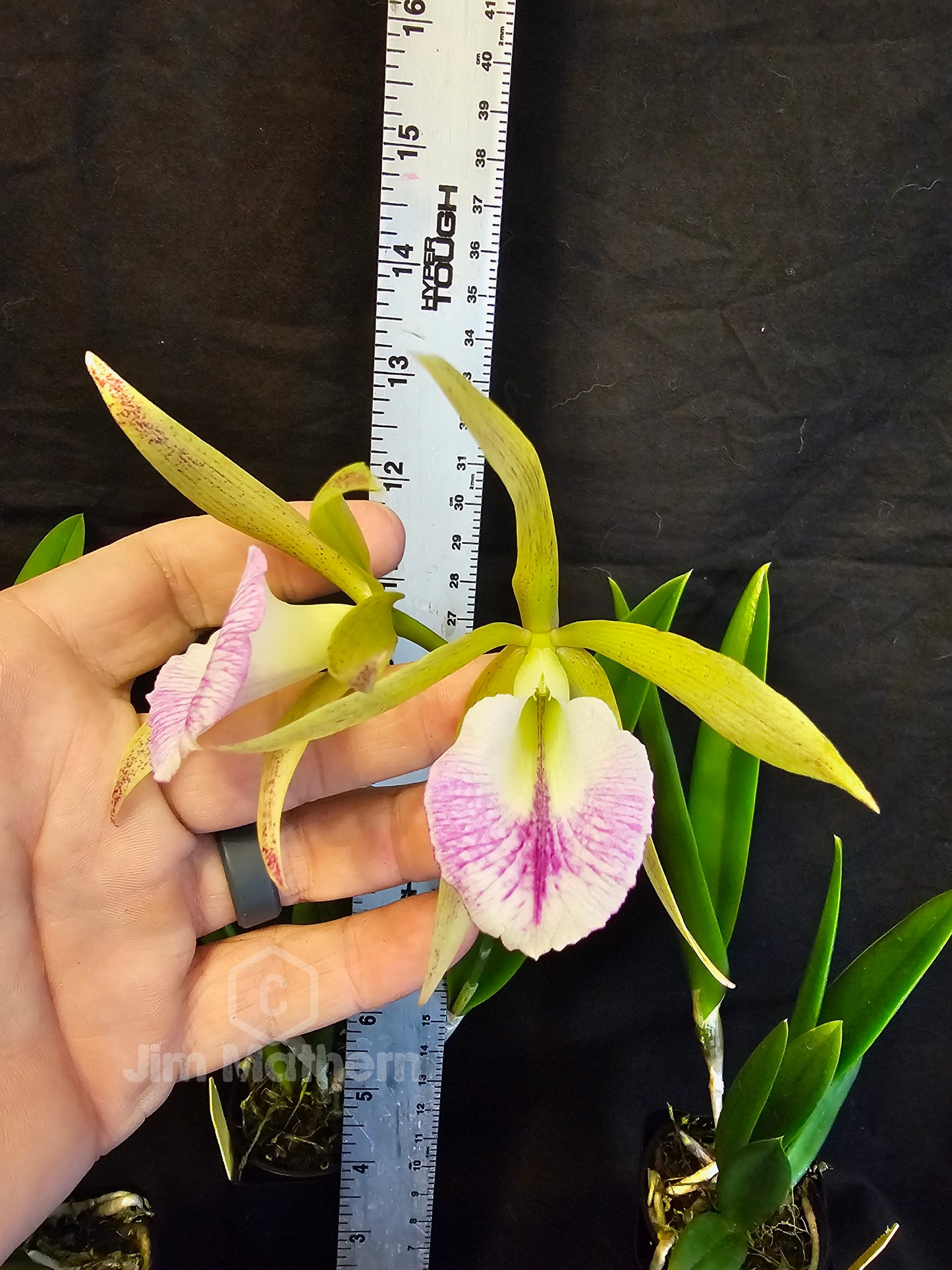 Cattleya Volcano Pride x B.nodosa. Blooming size seed grown orchid hybrid. Fragrant