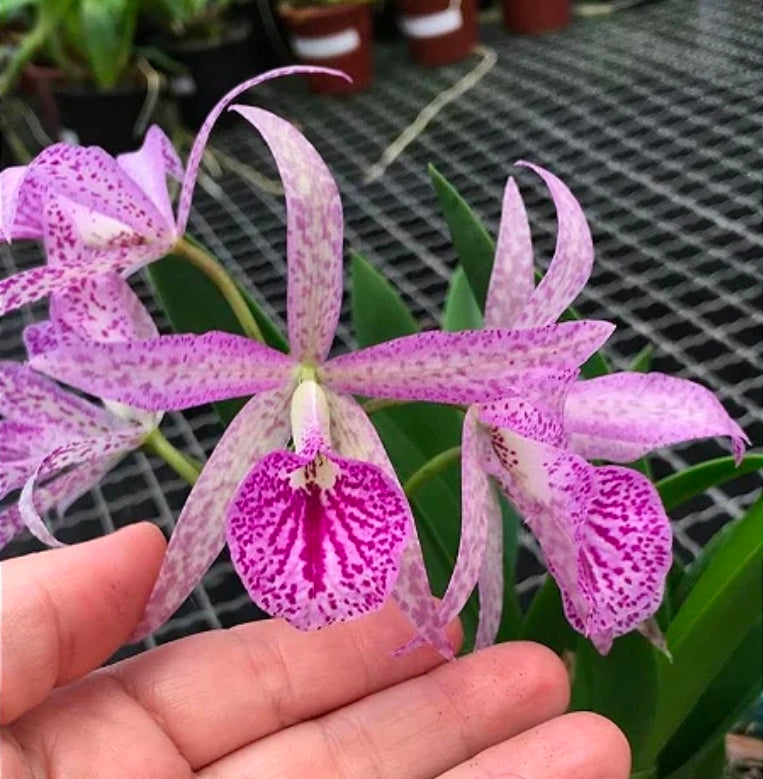 Bc Maikai 'Louise' AM/AOS bloom size mounted divisions. Well established