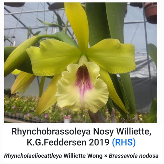 Rby. Nosy Willette (Rlc Williette Wong 'The Best' x Brassavola nodosa 4n) Near bloom size Brassavola Cattleya orchid hybrid.