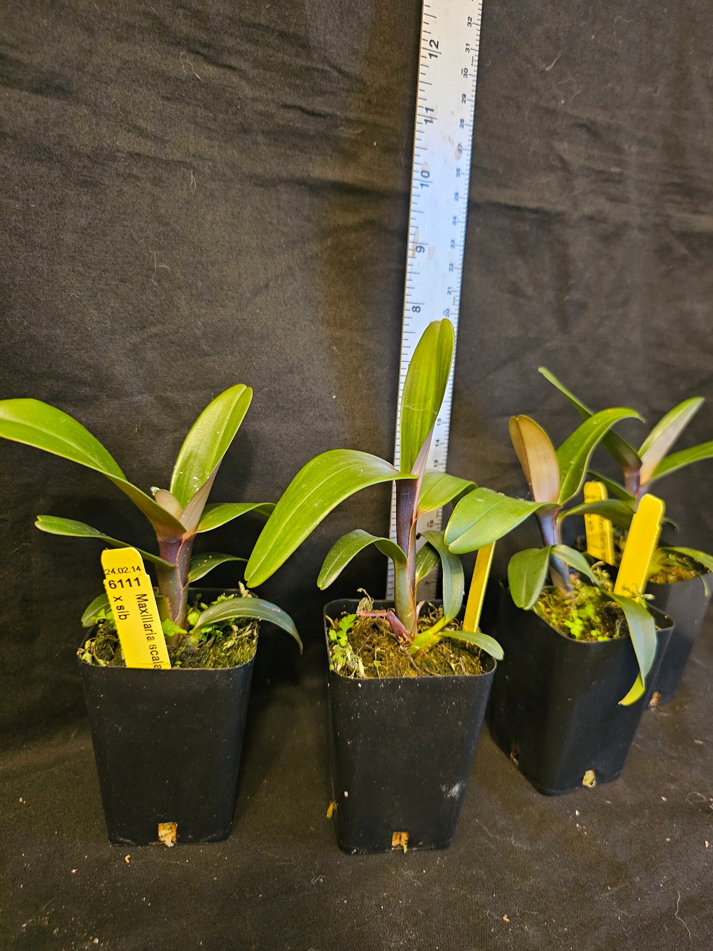 Maxillaria scalariformis x sib non bloom size rare orchid species