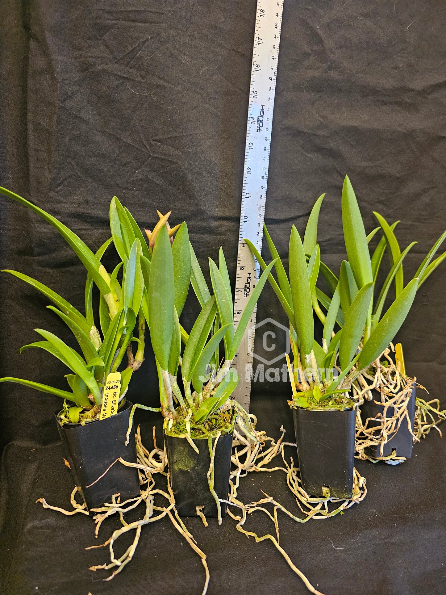 BC. Elizabeth 4N (Brassavola nodosa 4n x Gurianthe skinneri 4n)