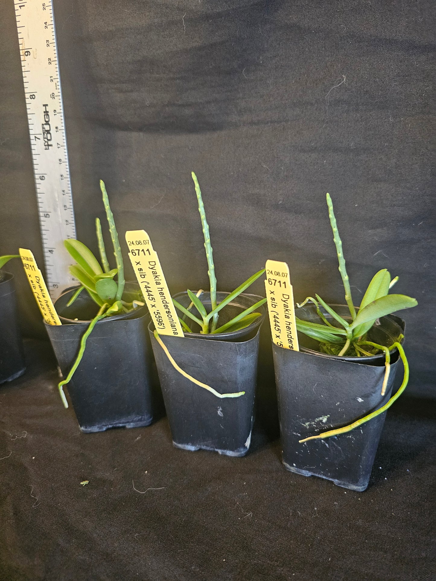 Dyakia hendersoniana Blooming size orchid species. Currently in spike.