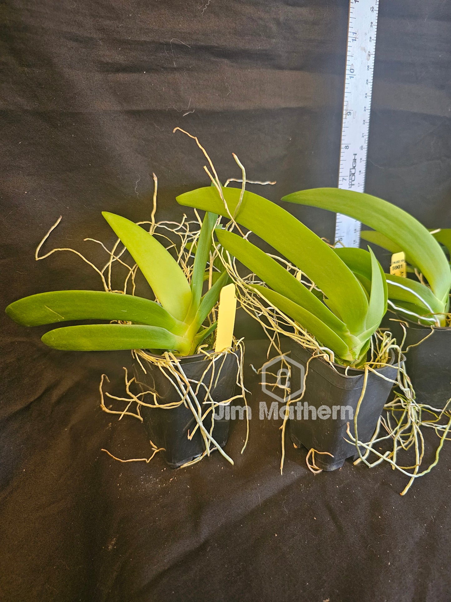 Angraecum leonis