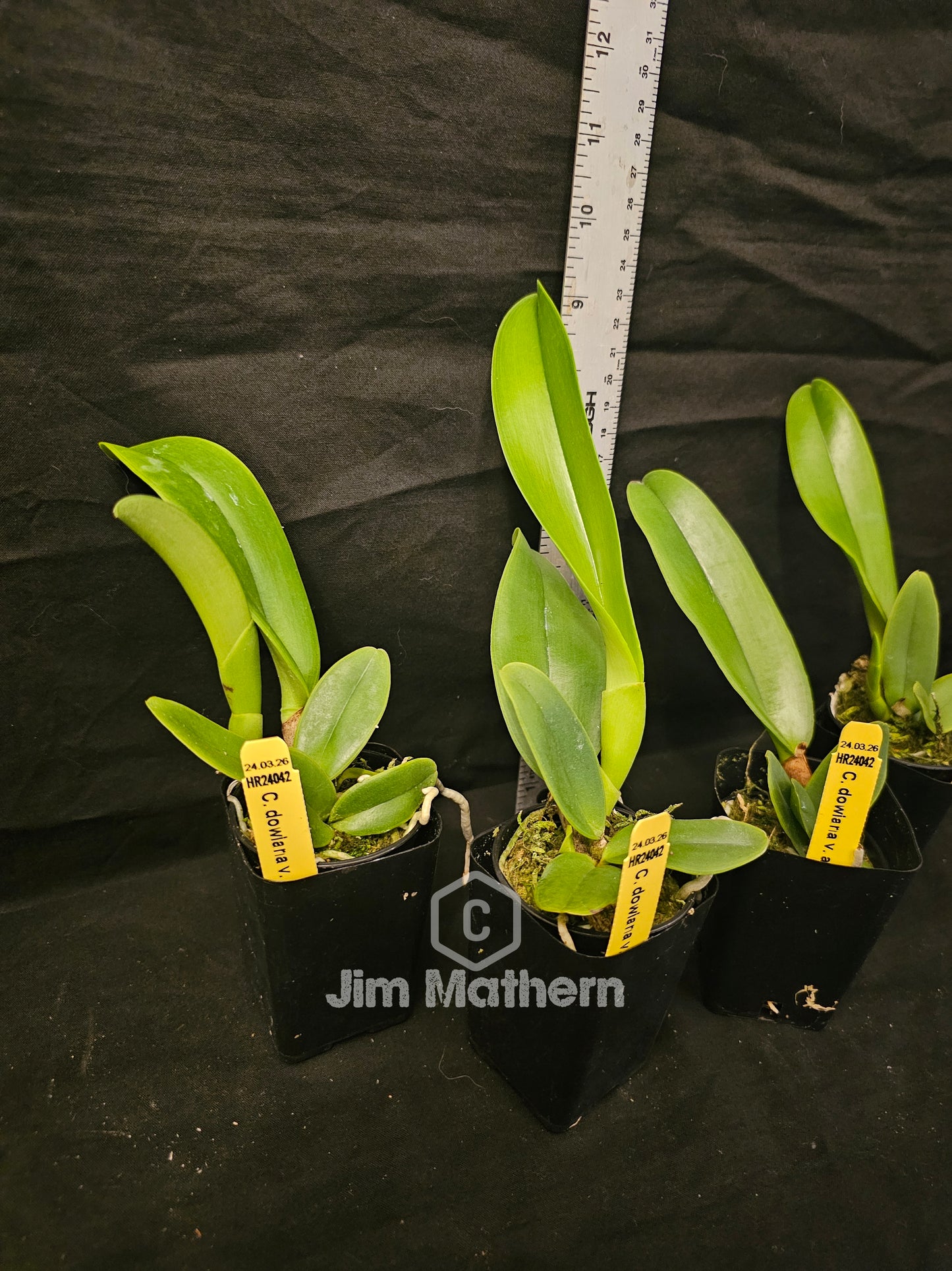 Cattleya dowiana var Aurea (3N) Rare orchid species.  Healthy non bloom size plants 2.5" pot.