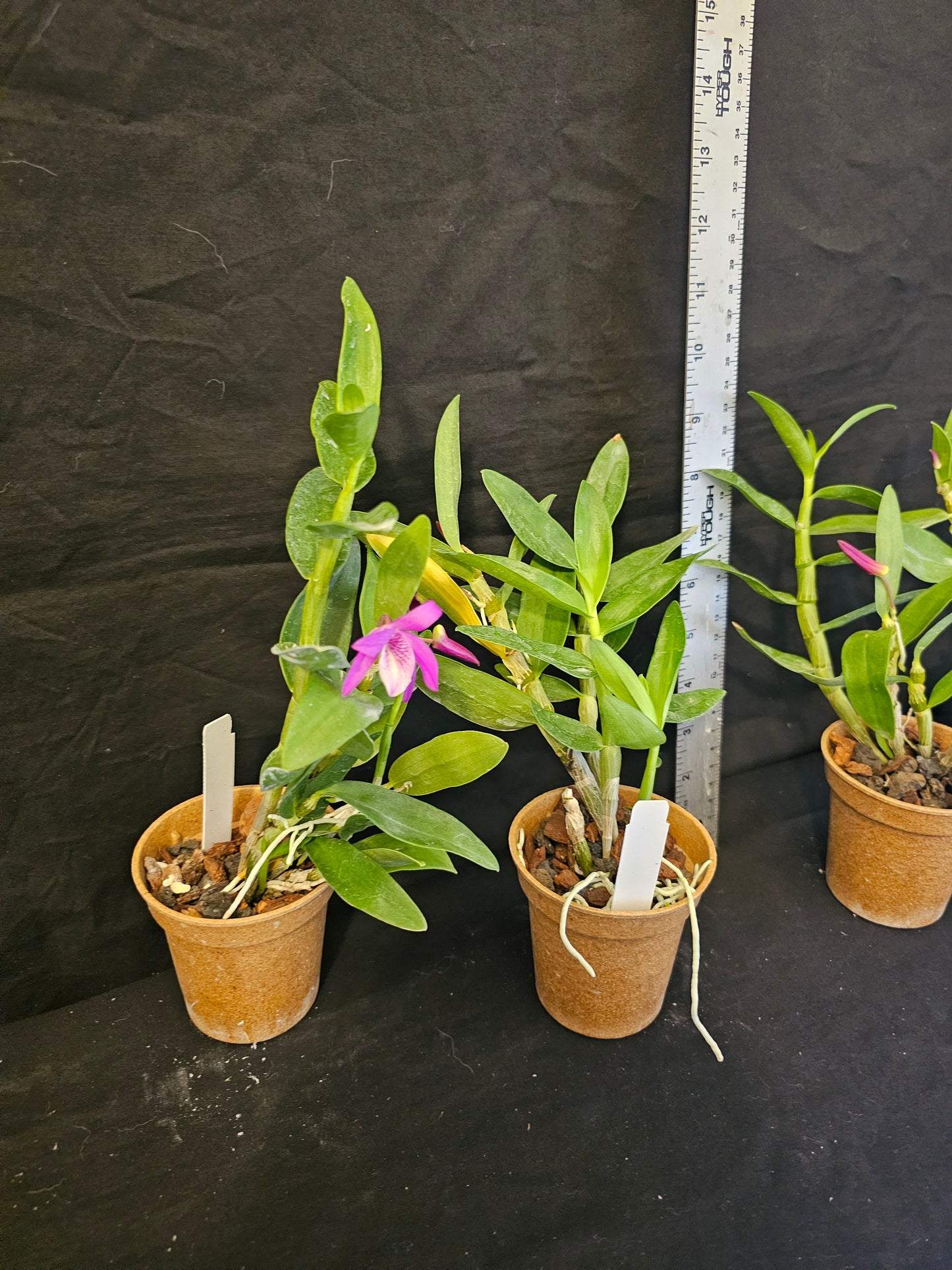 Dendrobium Rainbow Dance. Blooming size compact nobile dendrobium. Beautiful profuse blooming orchid hybrid